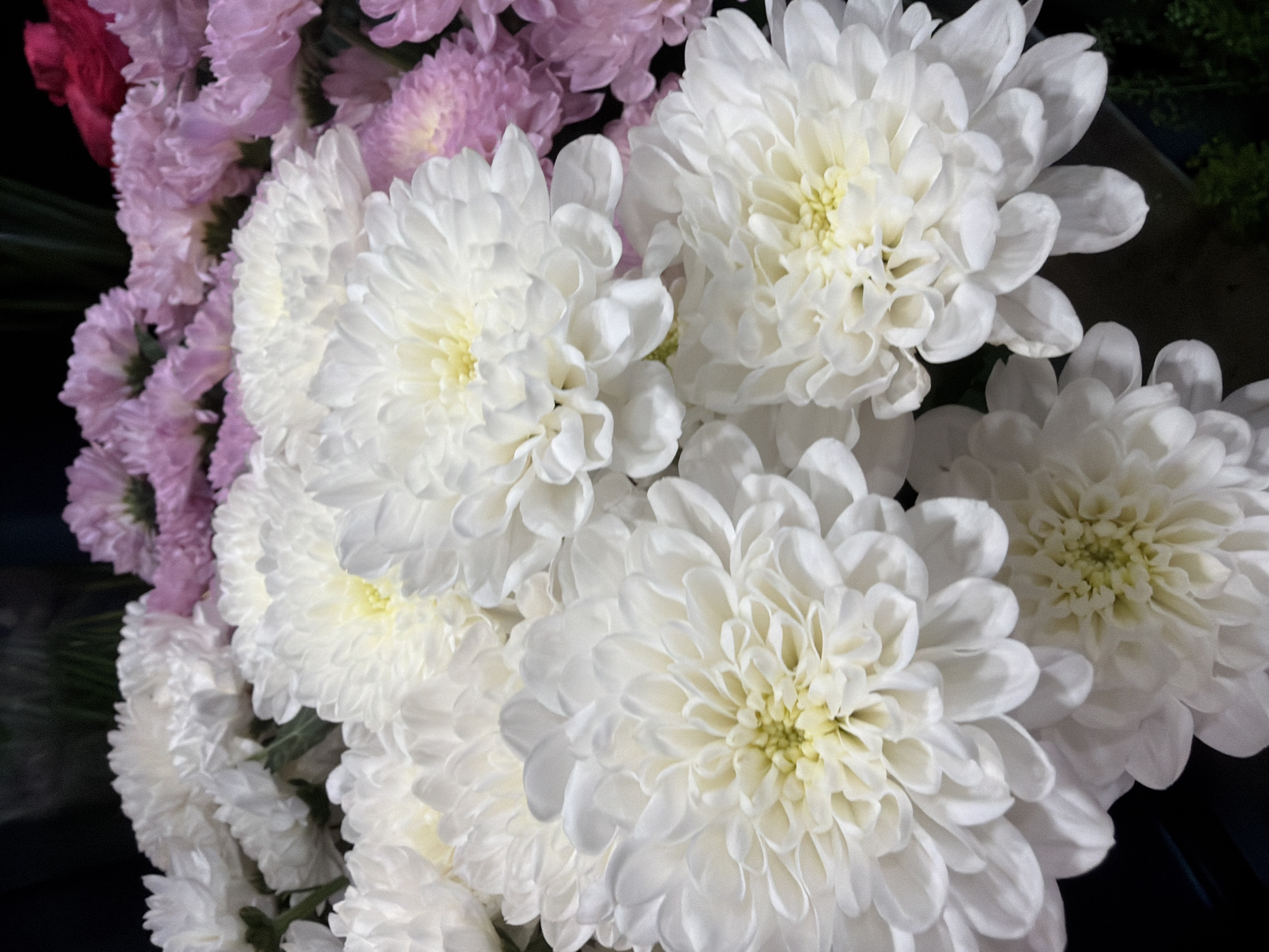 A close-up, high-angle shot shows a bouquet of white and pink chrysanthemums. The white flowers are in the foreground, with their layered petals creating a full, rounded bloom. The pink flowers are in the background, slightly out of focus. The arrangement is against a dark, unidentifiable background.