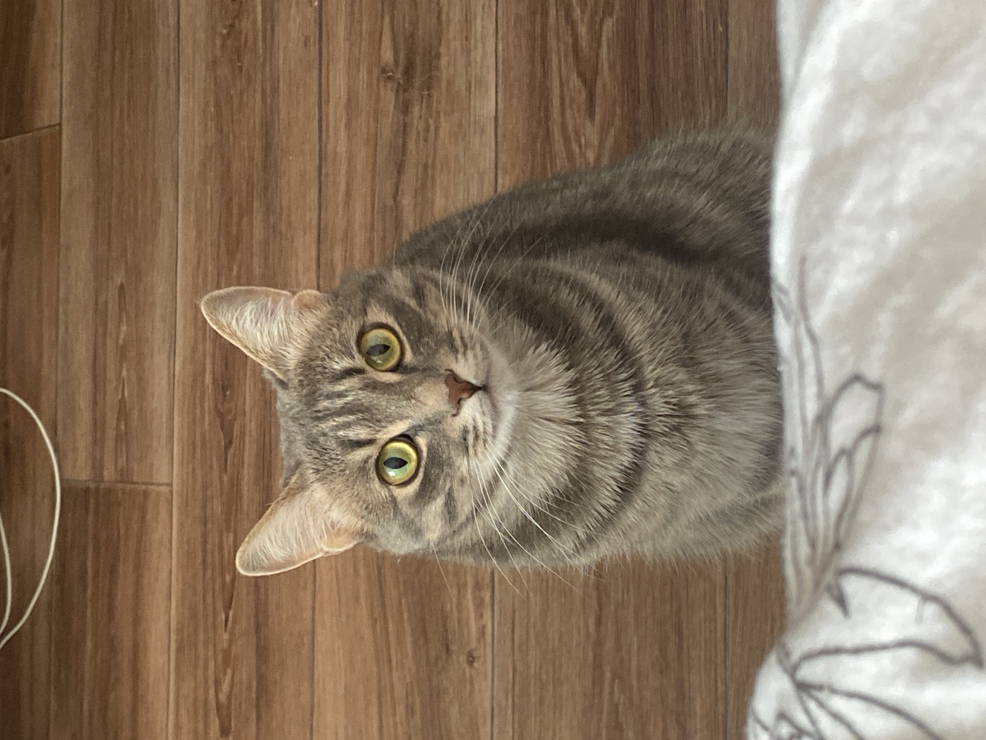 A gray tabby cat with green eyes is lying on a wooden floor next to a white blanket. The location is not discernible from the image.