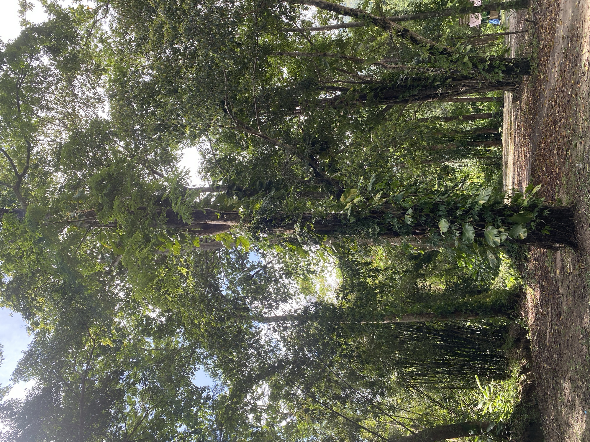 A tree-lined path extends into the distance. The location is Tambon Thai Mueang, Thailand. A dirt path runs along the right side of the frame, littered with leaves. Tall trees with dense green foliage line both sides of the path, creating a canopy overhead. Some trees are covered in vines. Sunlight filters through the leaves. In the background, a sign and fabric draped over a structure are visible.
