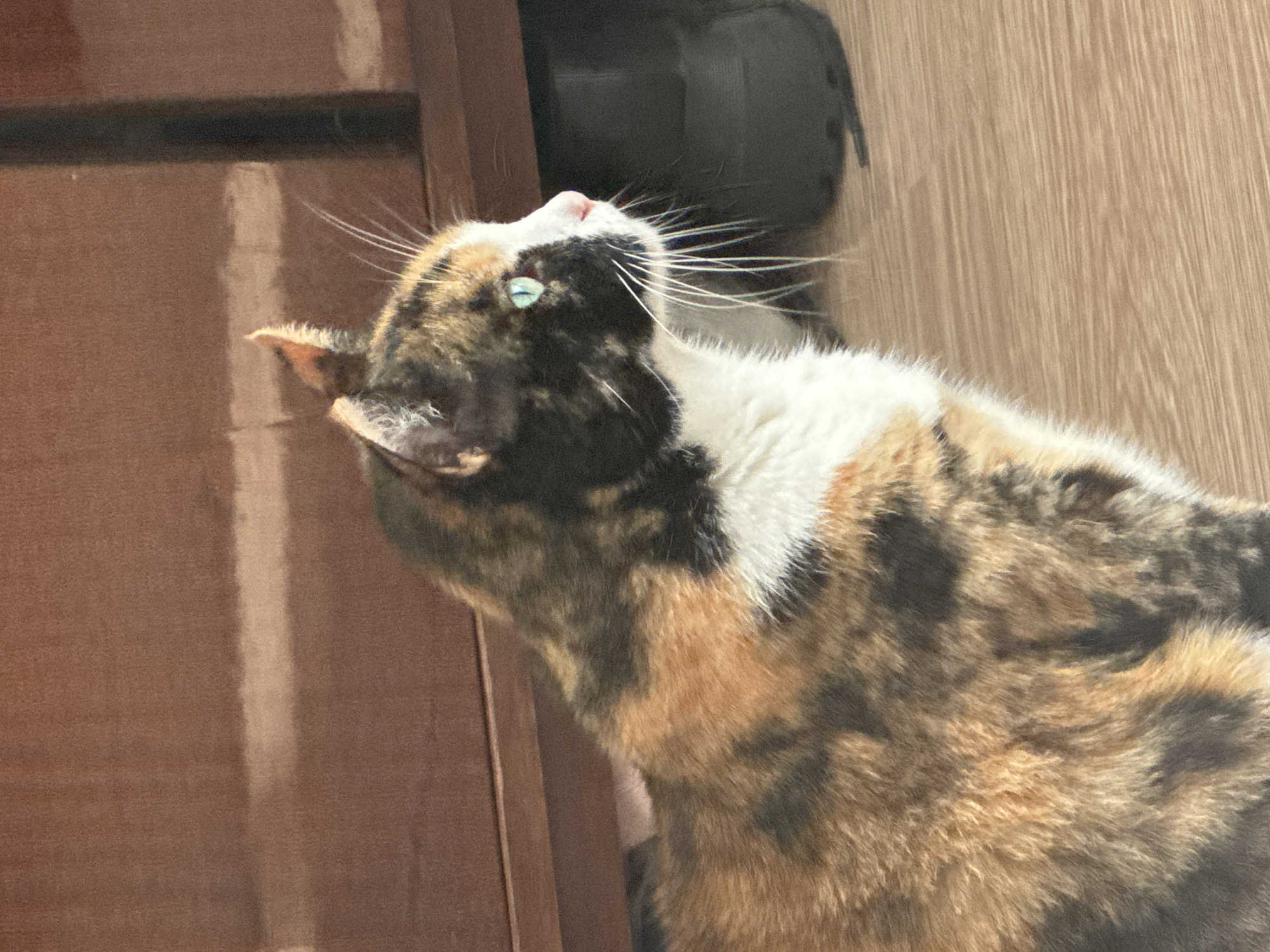 A calico cat is depicted from a high angle, its head tilted upwards and to the right, fixated on something out of frame. Its fur displays a distinct pattern of black, orange/ginger, and white patches. The cat's visible left eye is a bright, piercing green, contrasting with its small pink nose and long, delicate white whiskers that spread outwards.
The setting appears to be indoors, under bright daylight which casts soft shadows and illuminates the scene. To the left, a vertical brown wooden surface, possibly a door or piece of furniture, forms the background. To the right, a lighter, wood-grained floor extends, suggesting a typical home environment. An indistinct, dark object is partially visible in the upper right corner of the image. The cat's posture suggests curiosity or attentive observation. No text is visible in the image.