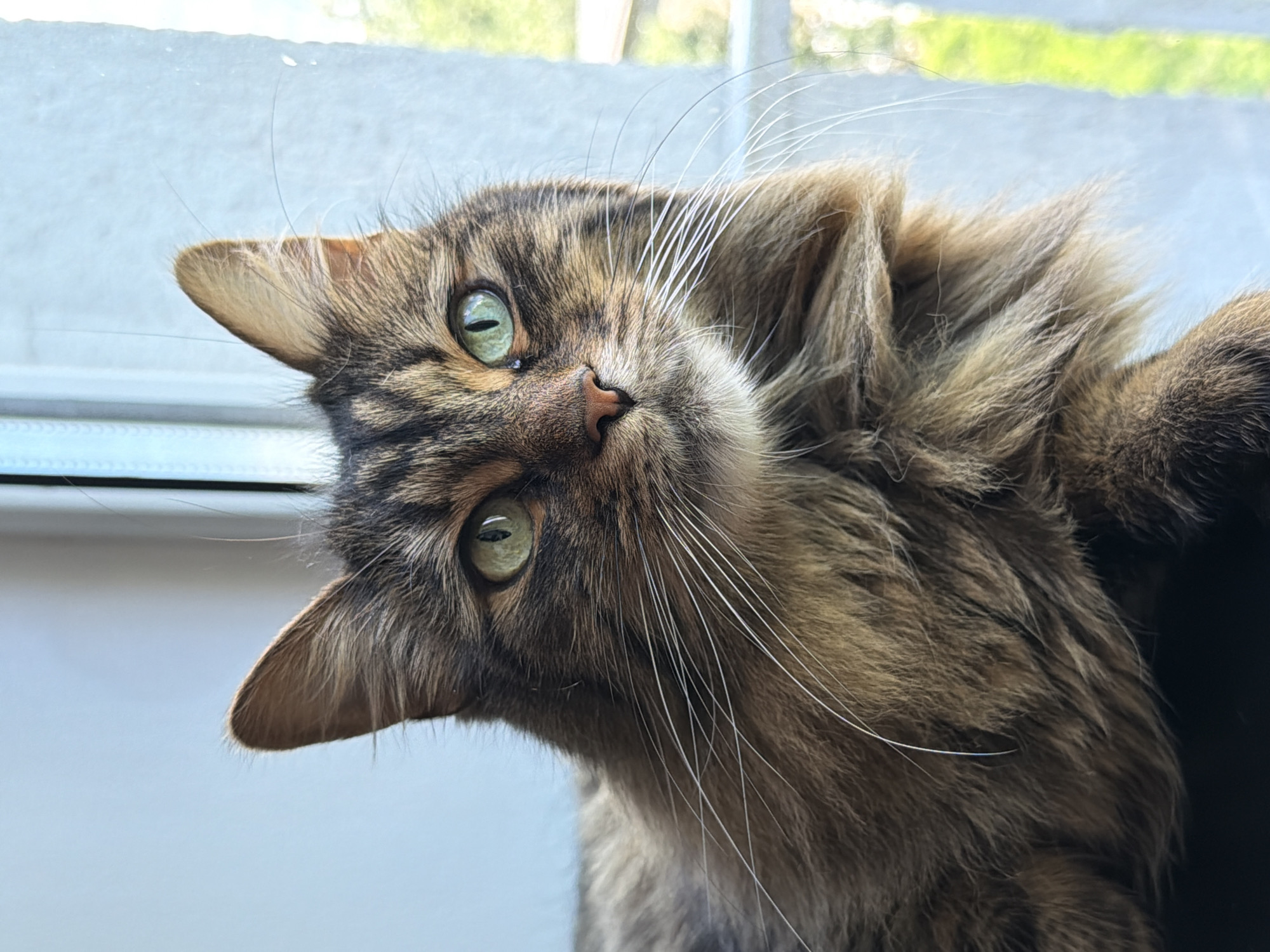 A close-up, head-and-shoulders shot focuses on a long-haired tabby cat with striking green eyes. The cat is looking slightly to the right of the camera, with its ears perked up and alert. Its fur is a mix of brown, black, and tan stripes, with prominent white whiskers fanning out from its muzzle. The background is softly blurred, showing a light blueish-gray area that appears to be a window or wall, with a vertical, slightly out-of-focus green element suggesting foliage or a building exterior seen through the window. The lighting is bright and natural, casting subtle shadows and highlighting the texture of the cat's fur and the sheen in its eyes.