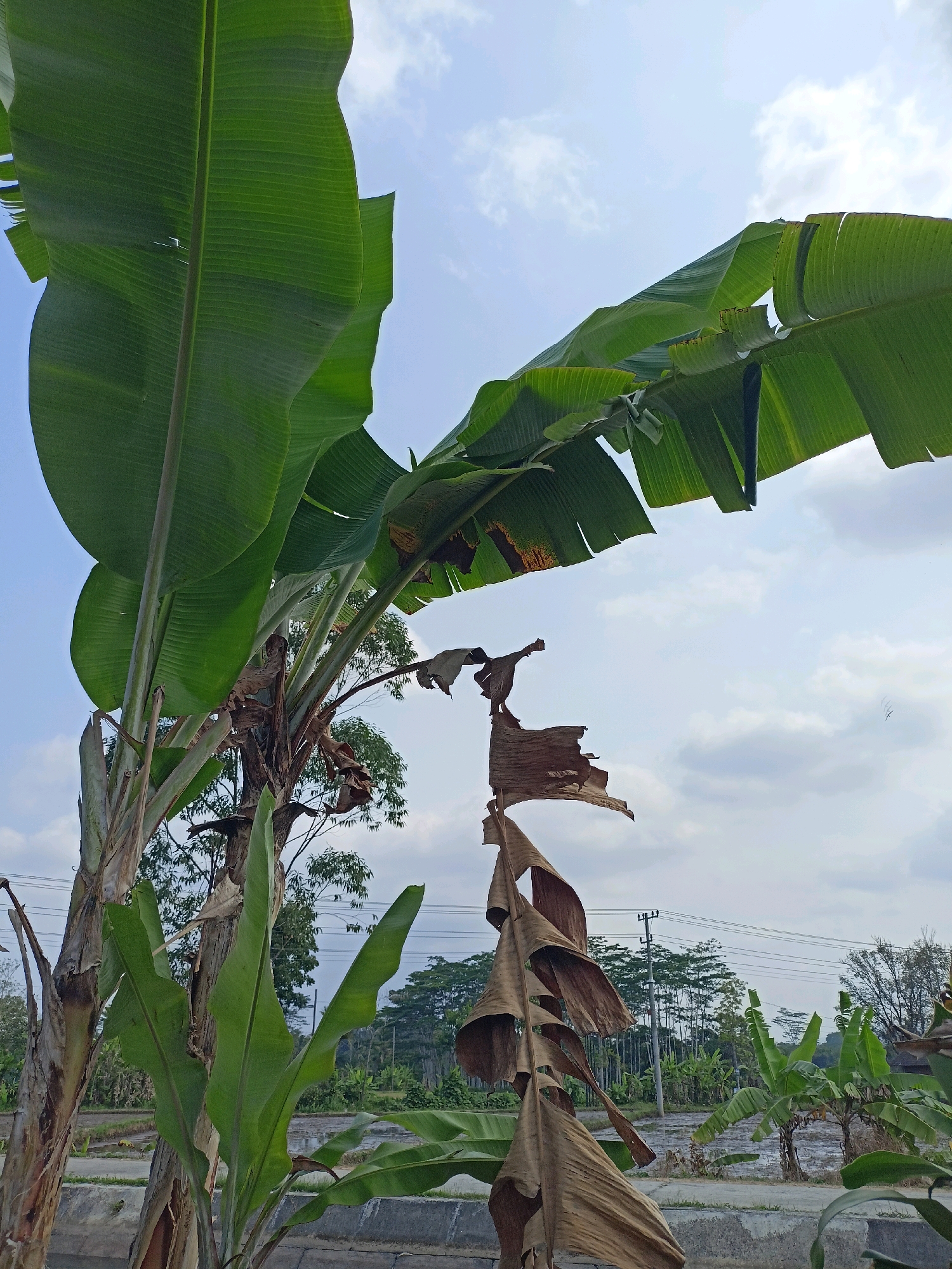 The image shows a close-up view of banana trees against a partly cloudy sky. The foreground is dominated by large, green banana leaves, some of which are curled and dry, with visible browning and tattering. The trunks of the banana trees are thick and fibrous, with a rough texture. In the background, a rural landscape is visible, featuring more banana trees, rice paddies, and some utility poles with power lines. The overall impression is one of a tropical or subtropical environment.