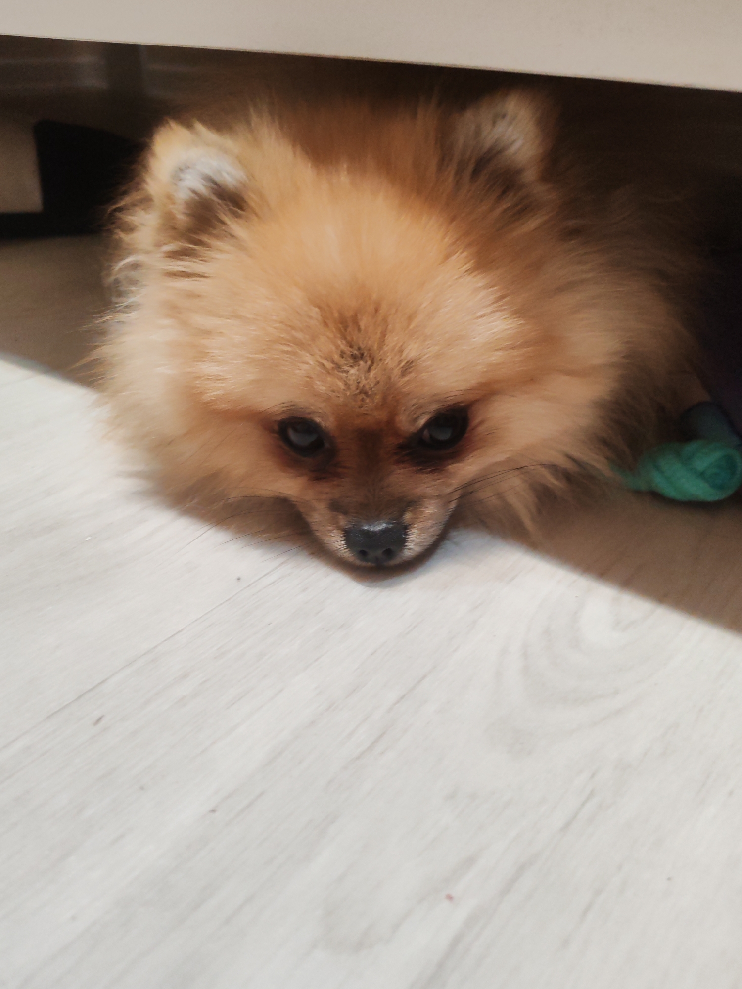 This image shows a Pomeranian dog lying down on a light-colored wooden floor. The dog has fluffy, light brown fur and dark eyes. It is positioned under a piece of furniture, with its head resting on the floor and its body extending into the shadows. To the right of the dog, a small, green, rolled-up toy is visible. The lighting suggests it may be daytime indoors. The scene appears to be a domestic setting, possibly a home. The dog's expression is calm and relaxed, and it is not engaged in any particular activity other than resting. There is no visible text in the image. The location context provided is Komsomolsk-on-Amur, Russia, which cannot be visually confirmed from the image itself.