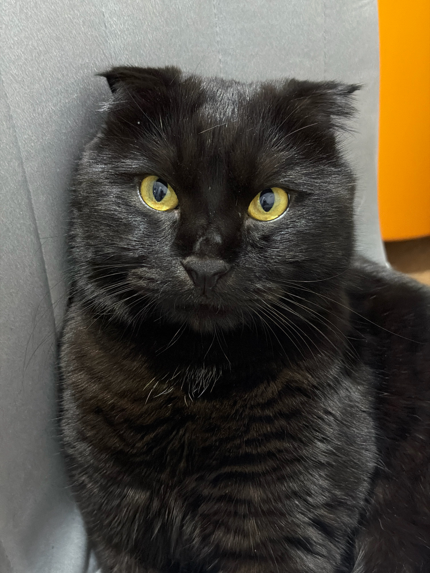A close-up, head-on shot captures a black cat with folded ears and bright yellow eyes. The cat is positioned on a gray, textured surface, possibly a fabric chair or sofa. To the right of the cat, a vibrant orange object is partially visible, creating a stark contrast with the dark fur. The background on the left is the gray surface, and on the right is the orange object. The cat appears calm and is looking directly at the camera. The image quality is clear, with good lighting that highlights the cat's features. There is no indication of the city of Tsiolkovsky, Russia in the image.