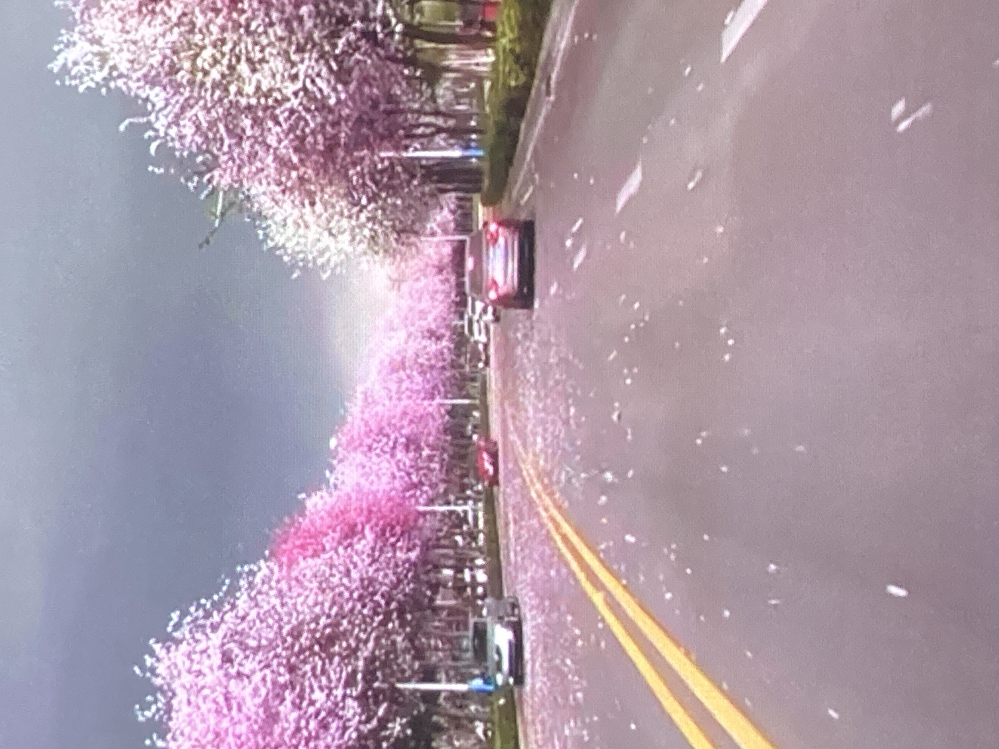 A wide, paved road lined with trees bearing pink blossoms stretches into the distance. The road has two yellow dividing lines and a scattering of fallen petals. Several cars are visible on the road. The sky is overcast and gray. The scene appears to be a street in Ustyvytsia, Ukraine, during springtime.