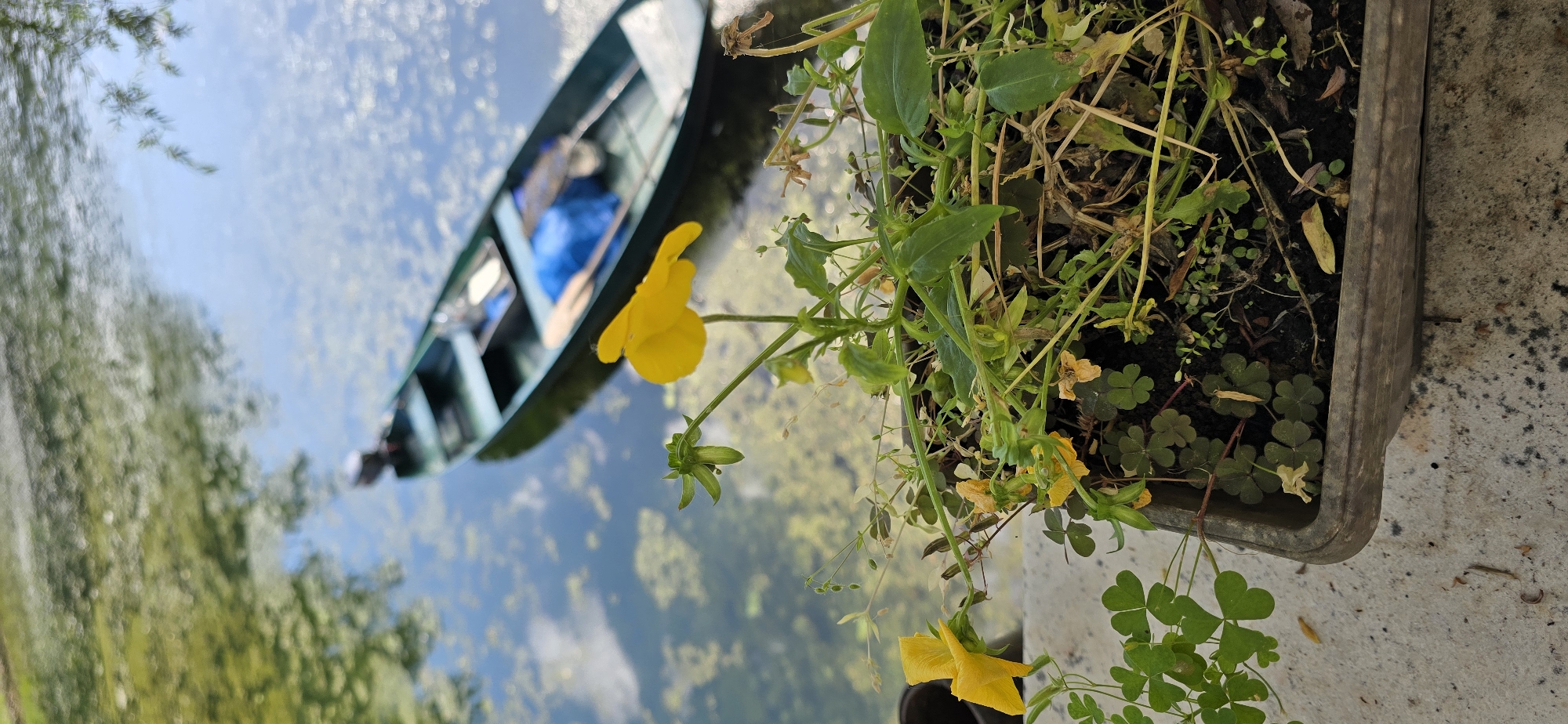 A green boat with a motor is moored on a body of water with algae and reflections. In the foreground, a pot contains lush green plants and a few small yellow flowers. The scene appears to be in Rijeka Crnojevića, Montenegro.