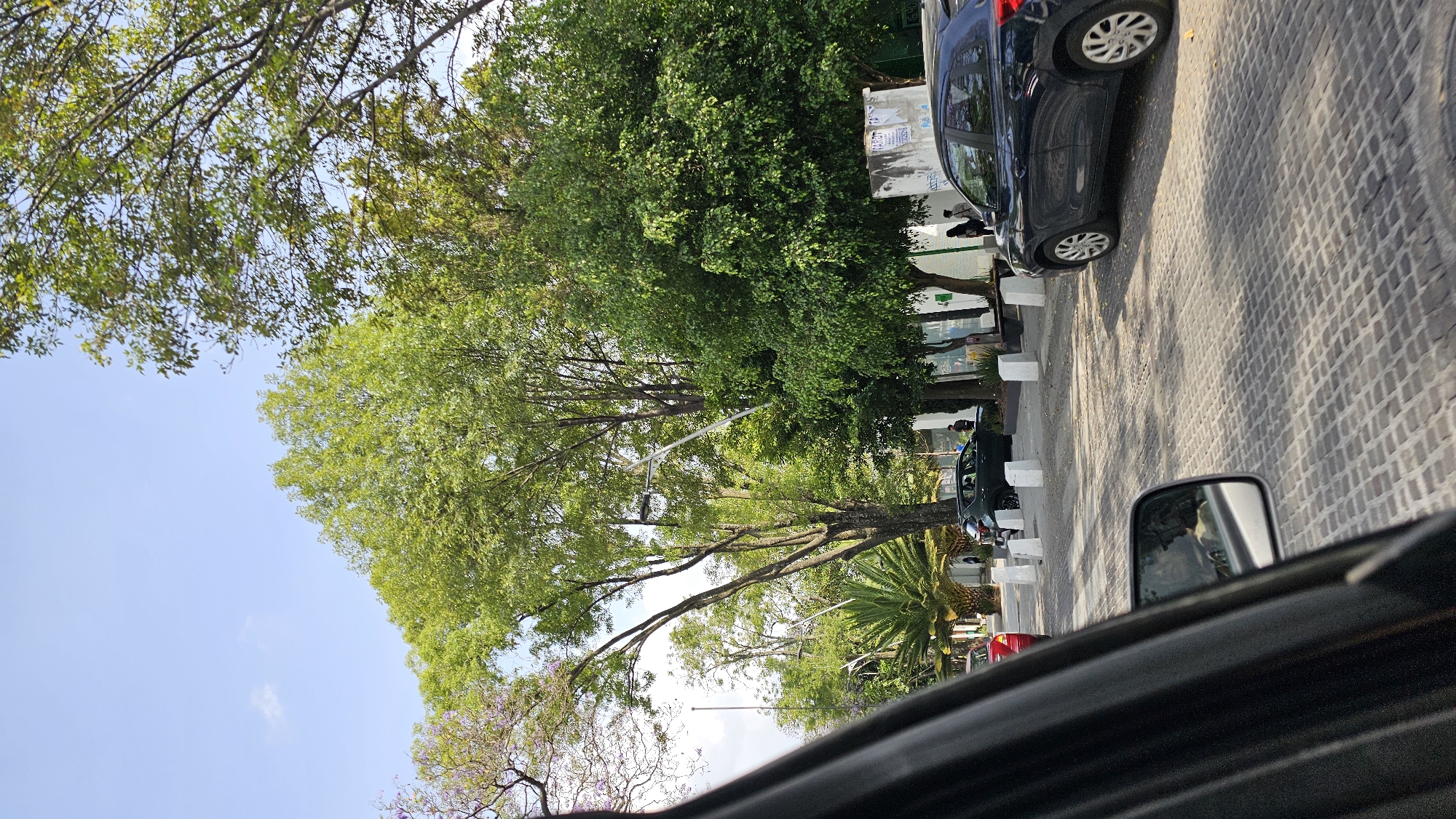 This image, likely taken from inside a car, shows a street scene in Puebla, Mexico. The view is partially obstructed by the vehicle's interior. On the right side of the street, a row of parked cars is visible on a cobblestone surface, with white concrete parking stops. Beyond the parked cars are trees and greenery, suggesting a park or green area. Some bulletin boards are visible behind the greenery. The sky is visible through the trees, and part of a flowering jacaranda tree is visible in the lower left corner. The image is rotated approximately 90 degrees counterclockwise.