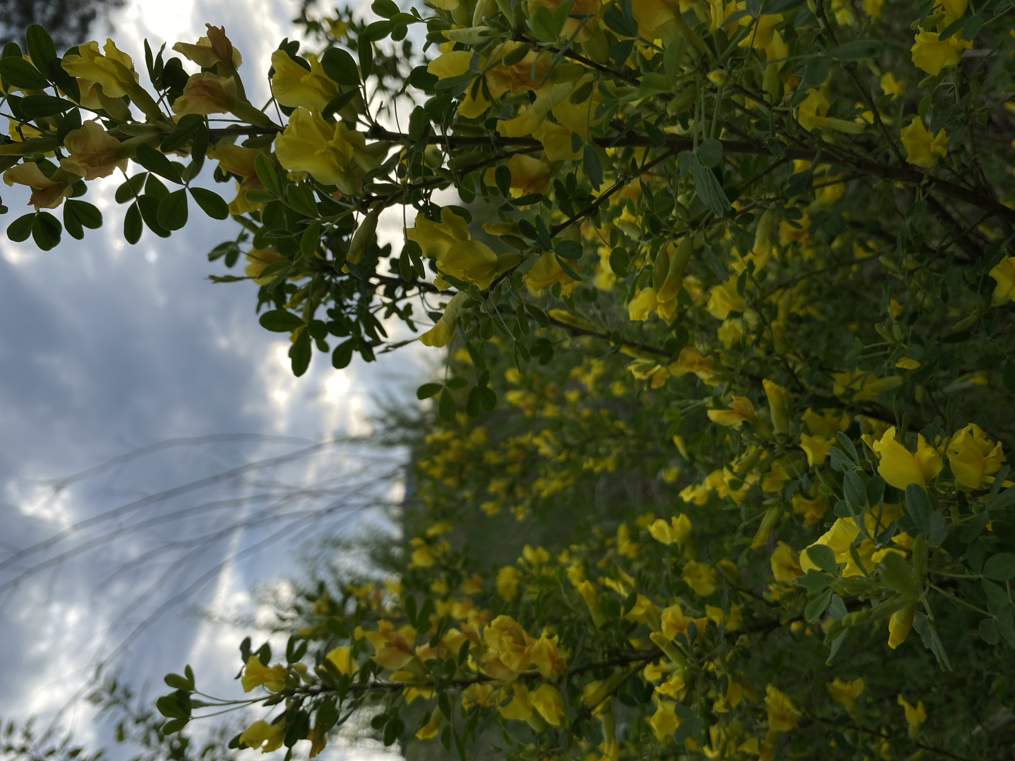 The image shows yellow flowers and green leaves against a cloudy sky. The perspective is looking up through the branches of a flowering shrub or tree. The location is Votkinsk, Russia.
