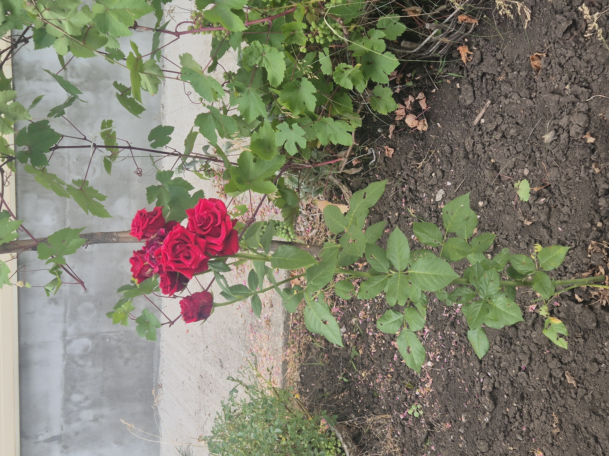 A close-up, eye-level outdoor shot captures a rose bush with several vibrant red roses in full bloom. The roses are clustered together on a single stem, with deep green leaves and thorny branches. Behind the rose bush, a grape vine with green unripe grapes and large green leaves is visible. In the background, a concrete wall with a beige trim runs horizontally. The ground is covered in dark, loamy soil, with scattered dry leaves and pink rose petals. To the left of the rose bush, a smaller green shrub is partially visible. This scene is located in the city of Sozonivka, Ukraine.