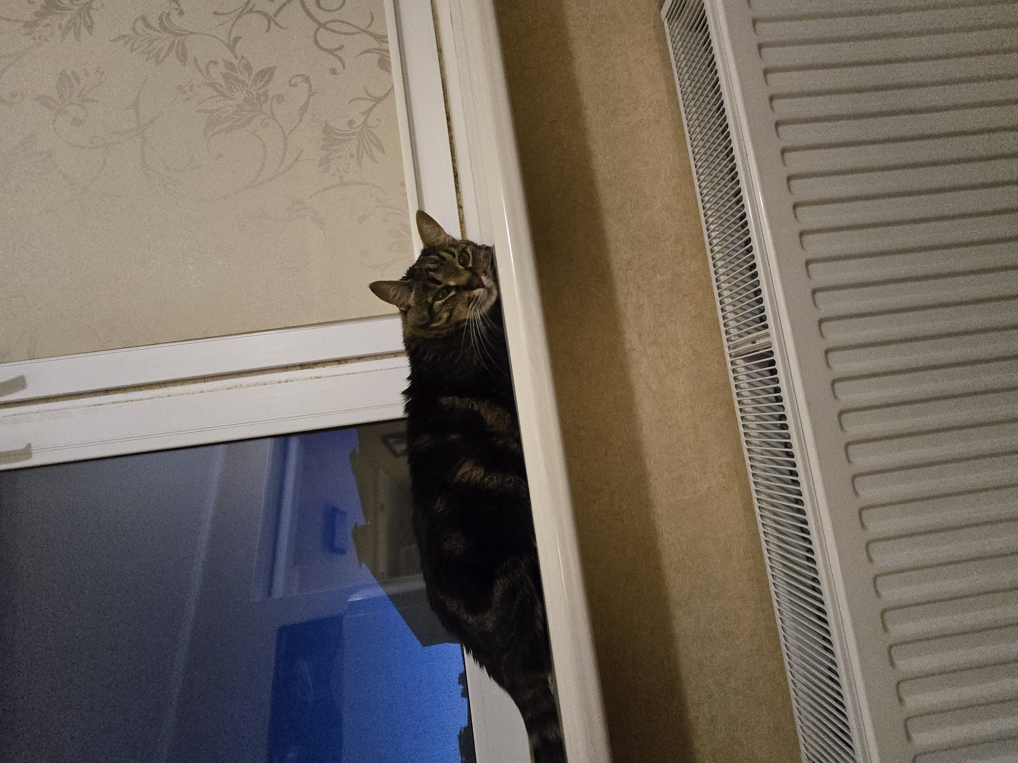 A tabby cat is lying on a white windowsill in what appears to be a domestic setting. The cat is positioned lengthwise on the windowsill, with its head resting on the edge and its body stretched out. The background includes a window with a dark blue sky visible outside, suggesting it is either dawn or dusk. To the right of the cat, there is patterned wallpaper. Below the windowsill, a white radiator is visible. The scene is indoors and appears to be in Sofiivska Borshchahivka, Ukraine.