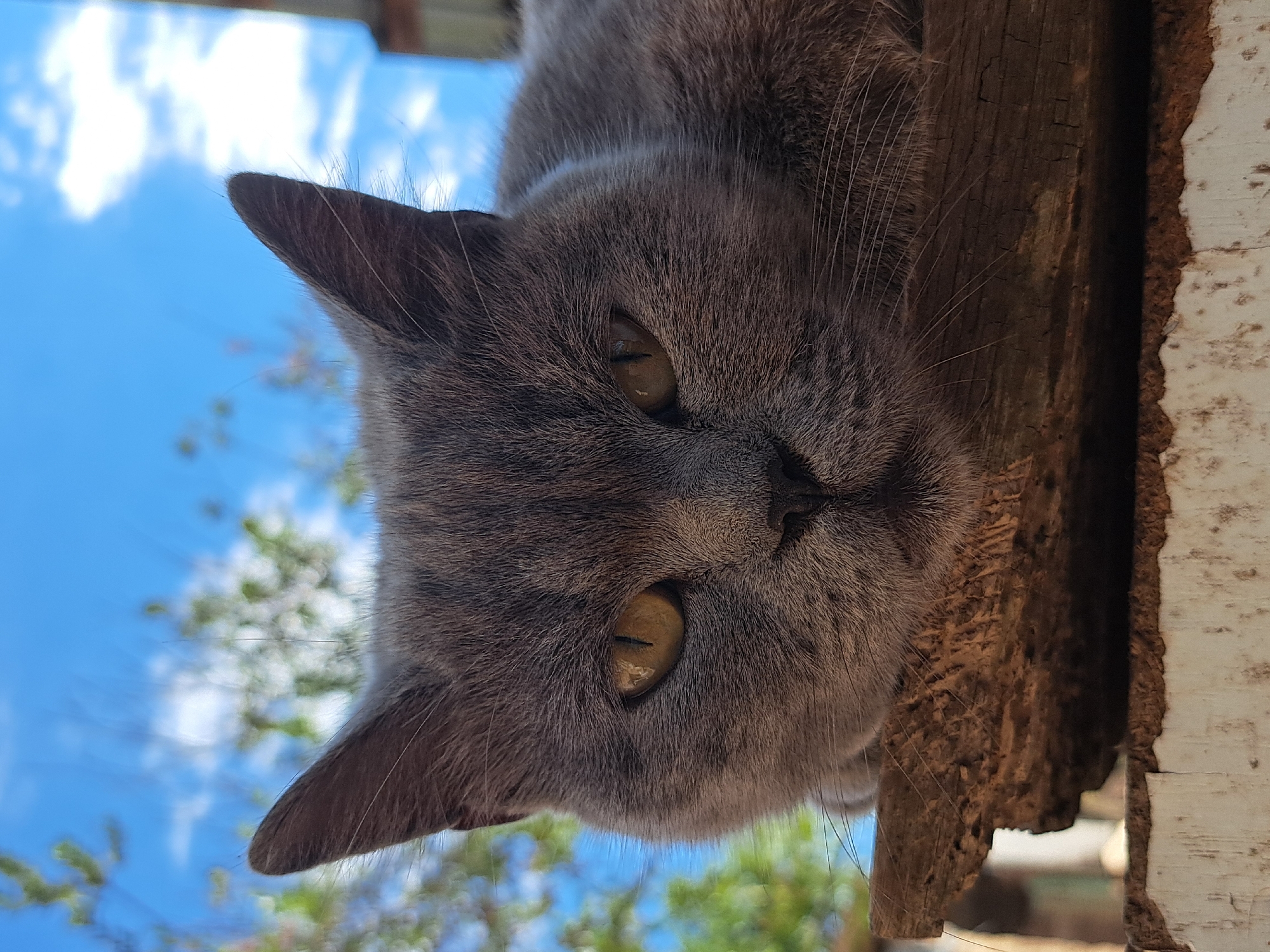 A close-up, eye-level, outdoor shot captures a gray cat with yellow eyes resting its head on a weathered wooden plank. The cat's gaze is directed forward, with its ears perked slightly. The background is softly blurred, showing a bright blue sky with wispy white clouds and hints of green foliage, suggesting a daytime setting in a rural or suburban area. The scene is located in Vypasne, Ukraine.