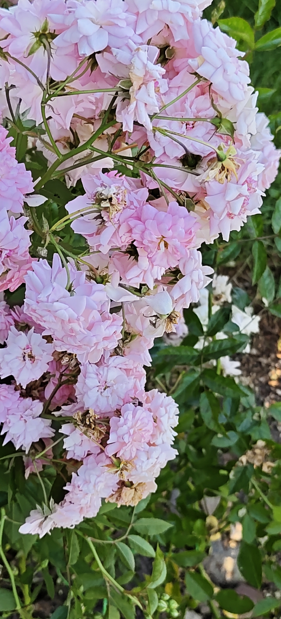 The image is a close-up, vertical shot of a cluster of small, light pink roses. The roses are tightly packed together, with many layers of delicate petals. Some of the roses appear to be fully bloomed, while others are still developing. There are also some dried and wilted roses interspersed among the fresh ones, adding a touch of natural decay. The stems are thin and green, with small thorns visible. The background is filled with blurred green leaves and some hints of other flowers, possibly white, further out of focus. The lighting suggests it is daytime, possibly late afternoon given the soft quality of light. The scene appears to be outdoors, likely in a garden or park. There are no people or animals visible in the image. The context of Noginsk, Russia, is not discernible from the visual elements of the photograph itself.