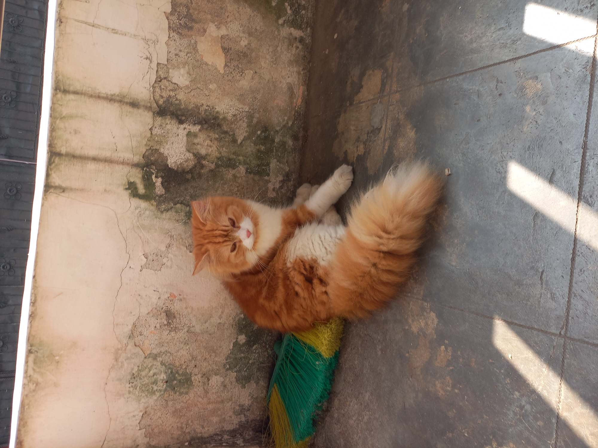 A long-haired ginger and white cat is sitting on a tiled floor next to a green and yellow broom. The cat is facing the camera with its front paws tucked underneath it. Its tail is long and bushy, curled around its body. The cat has white fur on its chest and paws, and its ears are tipped with ginger. The background is a weathered, pale pink wall with patches of green moss and discoloration. Above the wall is a dark metal grate. Sunlight is casting diagonal shadows across the floor, suggesting it is outdoors, possibly on a porch or patio in Manado, Indonesia.