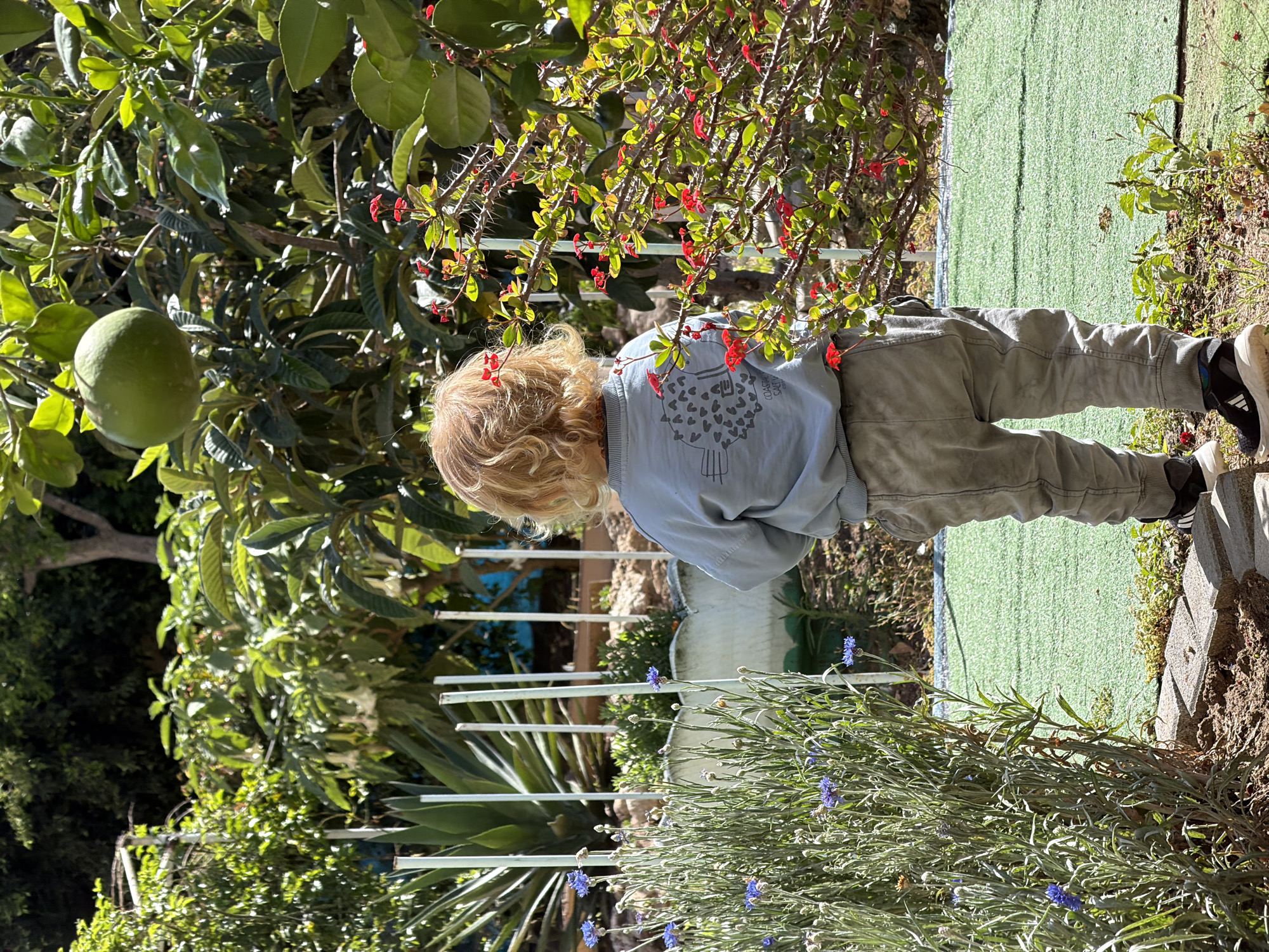 A child with blonde, curly hair, wearing a light blue sweatshirt with a heart and sheep design on the back and grey-green pants, stands in a garden. The location is Kiryat Bialik, Israel. The child appears to be looking at something on the ground near a patch of blue flowers. Green foliage surrounds the child, including a tree with a large, round, green fruit. A tree branch with small red flowers is near the child's back. In the background, there is a green artificial lawn and a white fence. A concrete edge is visible to the right, with some dirt or soil. The overall scene suggests a residential garden setting.