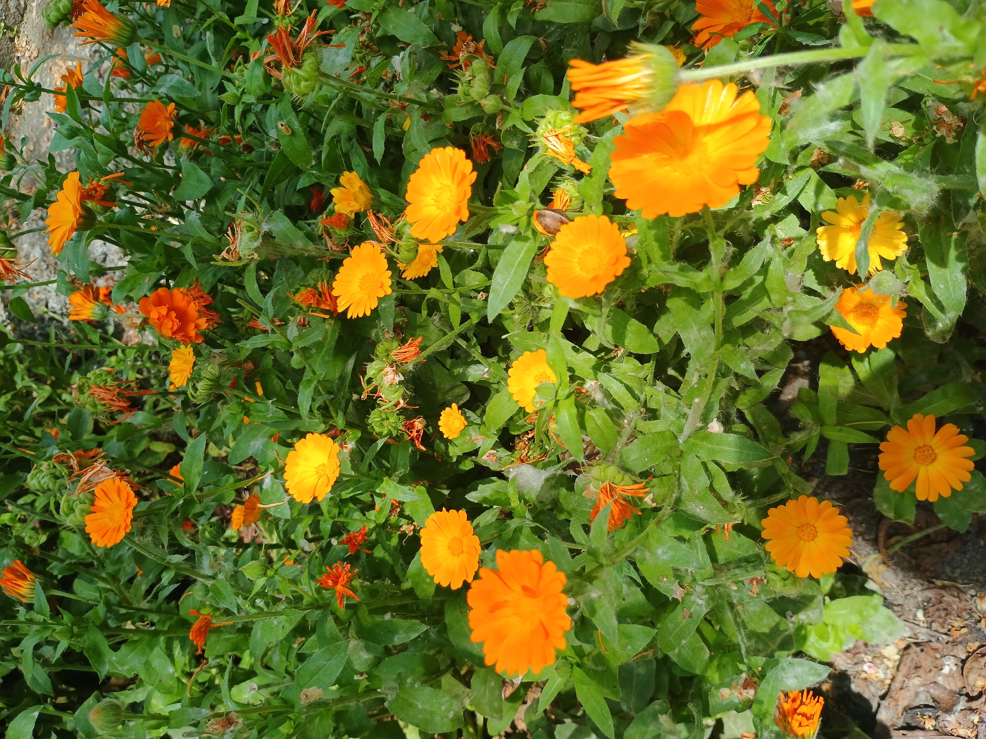 A cluster of Calendula flowers, varying in shades of orange and yellow, grow densely among green foliage. The location appears to be outdoors, evidenced by the presence of soil or mulch near the bottom right corner of the image. No people or specific landmarks are discernible, thus a specific city location is indeterminable.
