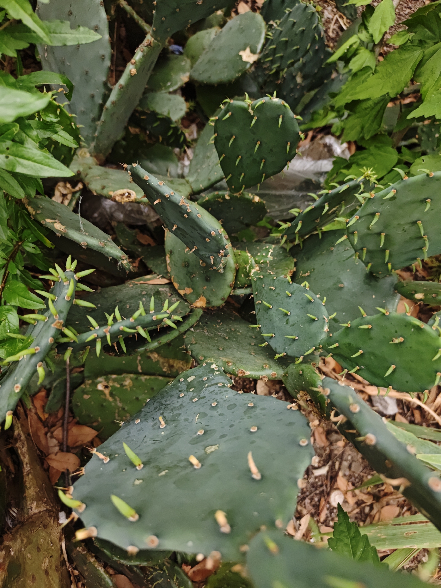 The image displays a close-up view of a prickly pear cactus with numerous green pads, some of which have visible spines. Surrounding the cactus are green leaves from other plants. The ground beneath the cactus is covered with dry leaves and dirt. The scene is an outdoor environment, likely in a garden or natural setting. There are no people or animals visible in the image.