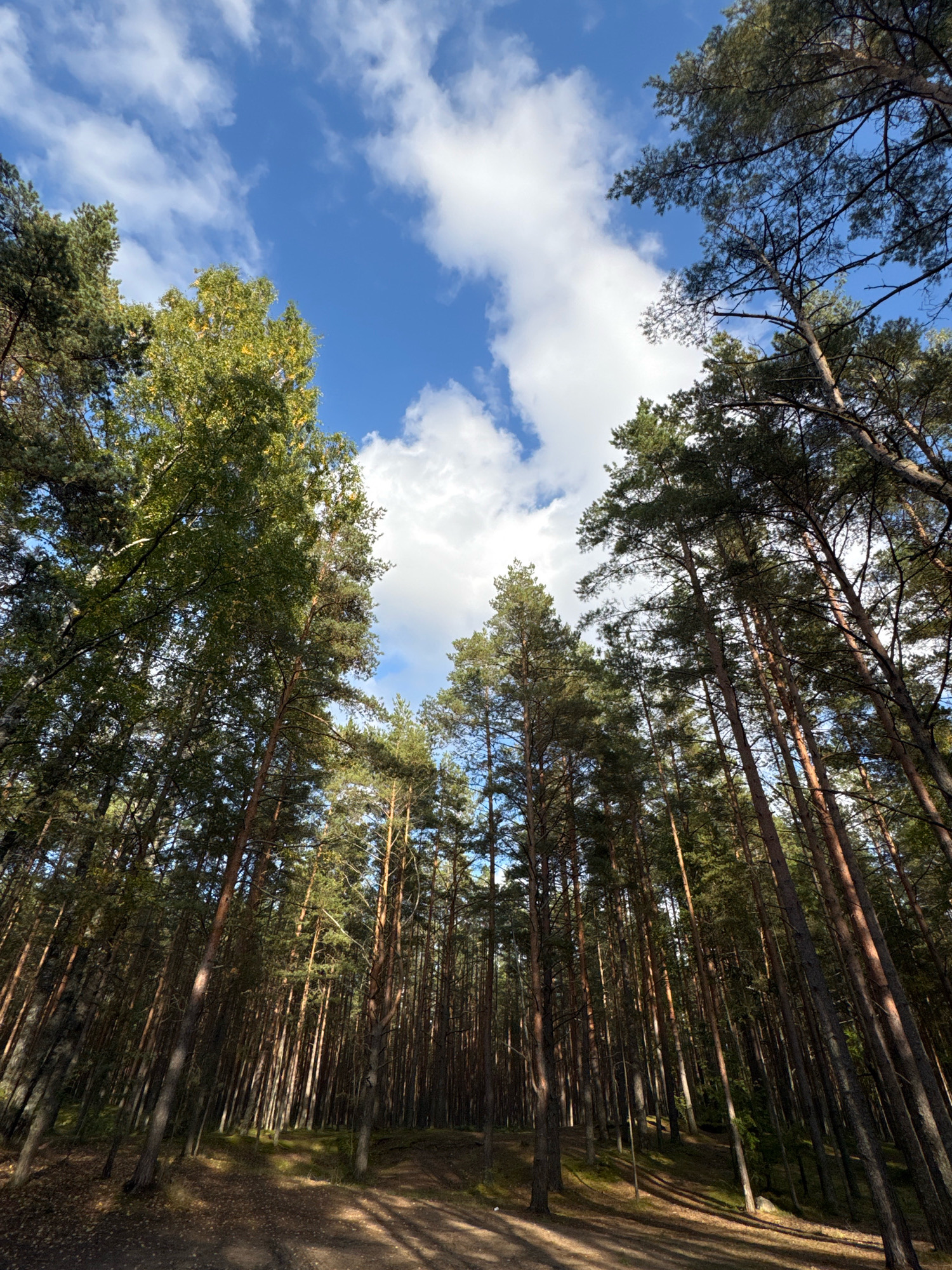 The image depicts a sun-dappled forest scene, looking upwards towards a bright blue sky with scattered white clouds. The forest is dense with tall pine trees, their trunks creating a vertical pattern that stretches towards the sky. Sunlight filters through the canopy, casting long shadows on the forest floor, which is covered with fallen leaves and pine needles. A path is visible winding through the trees, suggesting a natural trail for walking. The overall impression is one of a peaceful, natural environment. The time of day appears to be daytime, likely late morning or early afternoon, given the angle of the sun. The weather is clear and pleasant, with the presence of clouds indicating a typical summer or early autumn day. The location is identified as Solnechnoye, Russia. There is no visible text in the image.