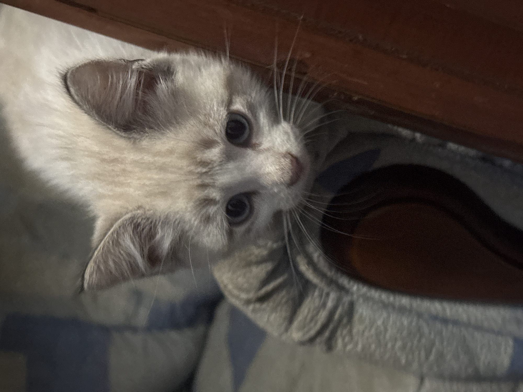 A close-up, medium shot captures a light-colored kitten with blue eyes peeking over the edge of a dark wooden surface. The kitten's fur is a mix of cream and light gray stripes, with a lighter color on its face. Its ears are alert, and its whiskers are prominent. The background is softly blurred, showing hints of a blue and white striped patterned fabric. The lighting is dim, creating a sense of intimacy and focus on the kitten. The image is taken from a slightly low angle, making the kitten appear to be looking up at the viewer.