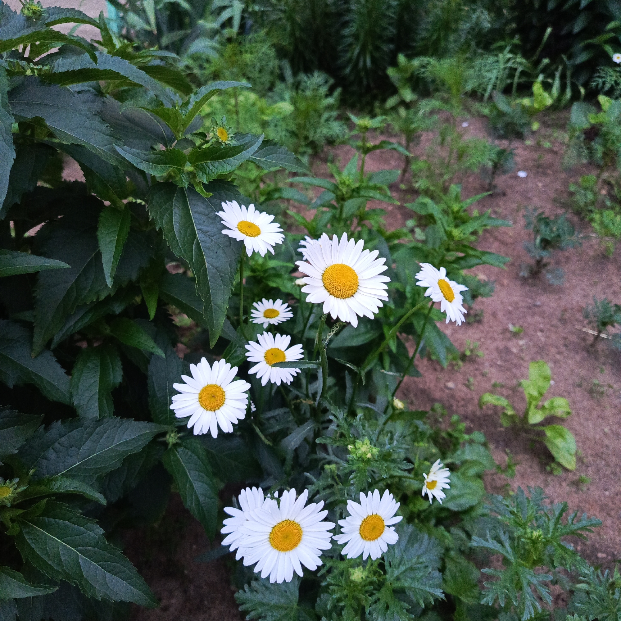 A close-up, high-angle shot captures several white daisies with yellow centers blooming in a garden bed. The flowers are in various stages of opening, with some fully bloomed and others still budding. Large, dark green leaves surround the flowers, creating a lush backdrop. The ground beneath is covered in reddish-brown soil with scattered green foliage. The image appears to be taken in an outdoor setting, possibly a garden or park in the city of Markovskiy, Russia, given the context. There are no people or animals visible in the frame. The lighting suggests it might be overcast or late in the day, with soft, diffused light.