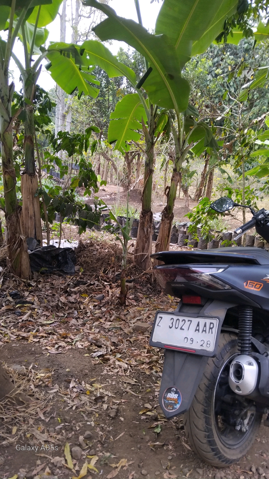 The image depicts an outdoor scene dominated by several banana trees with large green leaves. The ground is covered with fallen leaves and dirt. In the foreground, the rear section of a dark-colored scooter is visible. The scooter has a license plate that reads "Z 3027 AAR" with a date "09·28". A sticker with "BBS TOURING CHAPTER 02" is also visible on the scooter's fender. Behind the scooter and banana trees, there is a dense arrangement of small plants in black pots or bags, suggesting a nursery or agricultural setting. The background shows more trees and vegetation, with some indication of a slightly elevated or sloped terrain. The overall impression is of a rural or semi-rural environment, possibly a farm or a roadside area in the city of Sumedang, Indonesia, given the license plate format. There are no people visible in the image.