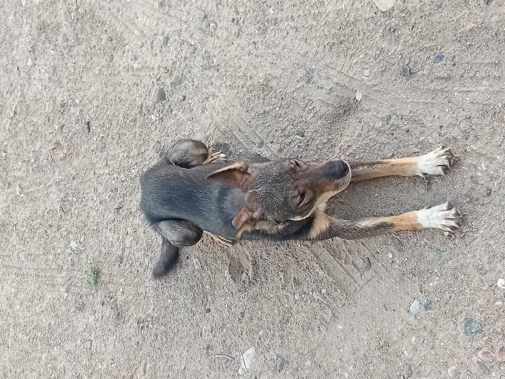 A medium-sized dog with dark and tan fur is lying on a dirt surface with scattered small rocks and tire tracks. The dog is positioned in the center of the frame, facing towards the bottom left. Its head is lowered, and its eyes are partially closed. The dog's front legs are extended forward, and its back legs are tucked underneath its body. The overall environment appears to be an outdoor, unpaved area, possibly on the outskirts of the city of Semey, Kazakhstan.