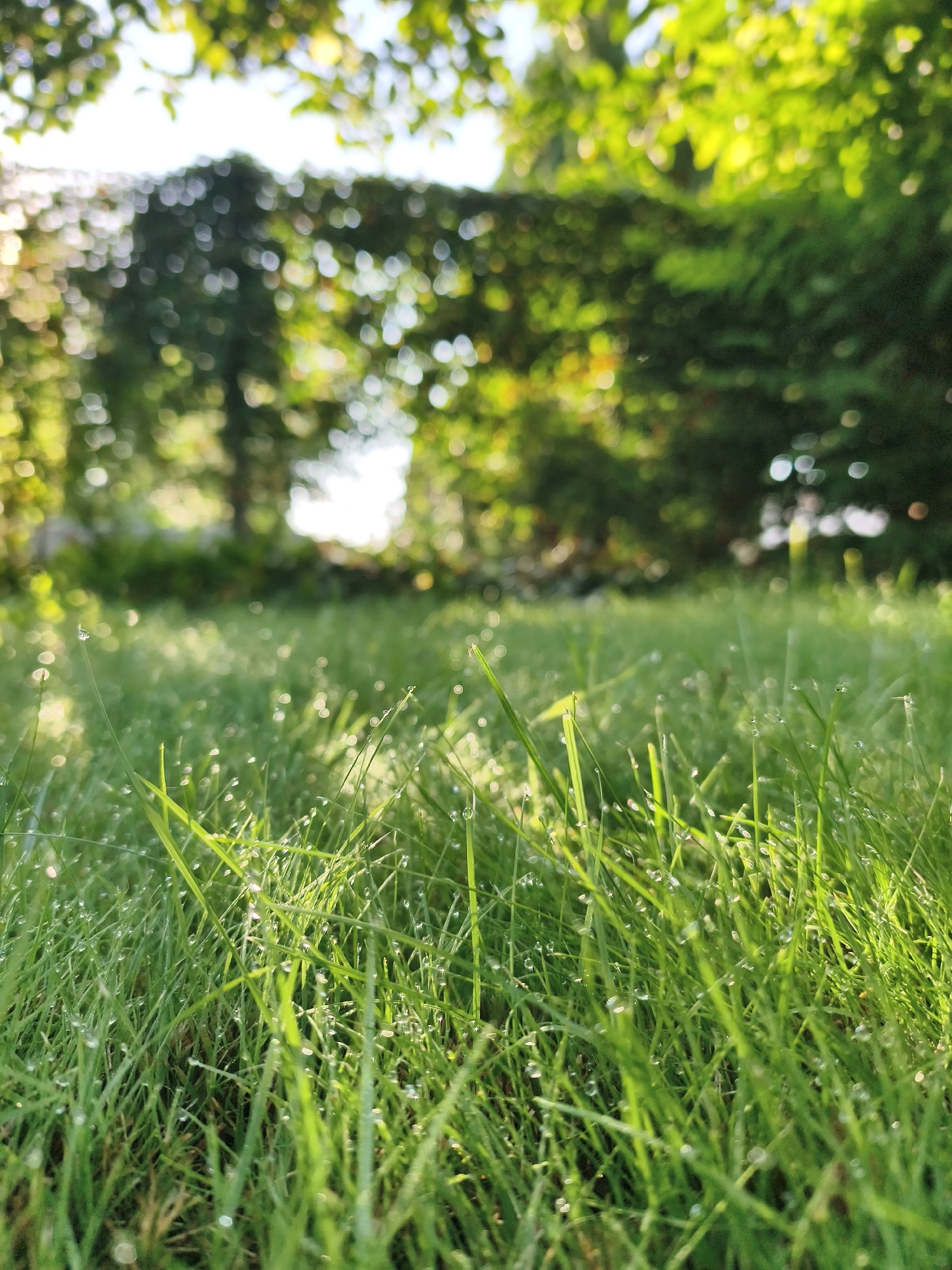 The image shows a close-up view of lush green grass covered in dew drops, bathed in soft sunlight. The background is blurred, featuring trees and foliage, suggesting an outdoor setting, likely a garden or park. The light filtering through the leaves creates a bokeh effect, with bright, out-of-focus circles of light. There are no people or discernible man-made structures visible in the immediate foreground or background. The overall impression is one of natural beauty and tranquility.