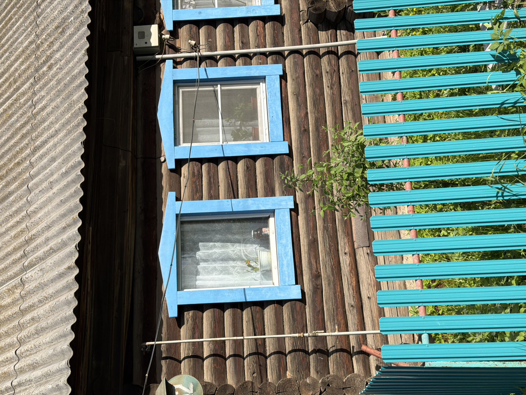 A close-up of the exterior wall of a wooden house is seen in Chaikovsky, Russia. The wall is made of brown logs. There are two windows with blue frames. The windows have white curtains. A light blue metal fence is to the right of the windows. The fence has green foliage growing through it. A grey corrugated metal roof is partially visible on the left side of the image. There is a white electrical box on the wall above the top window. A white pipe runs horizontally across the wall below the bottom window.