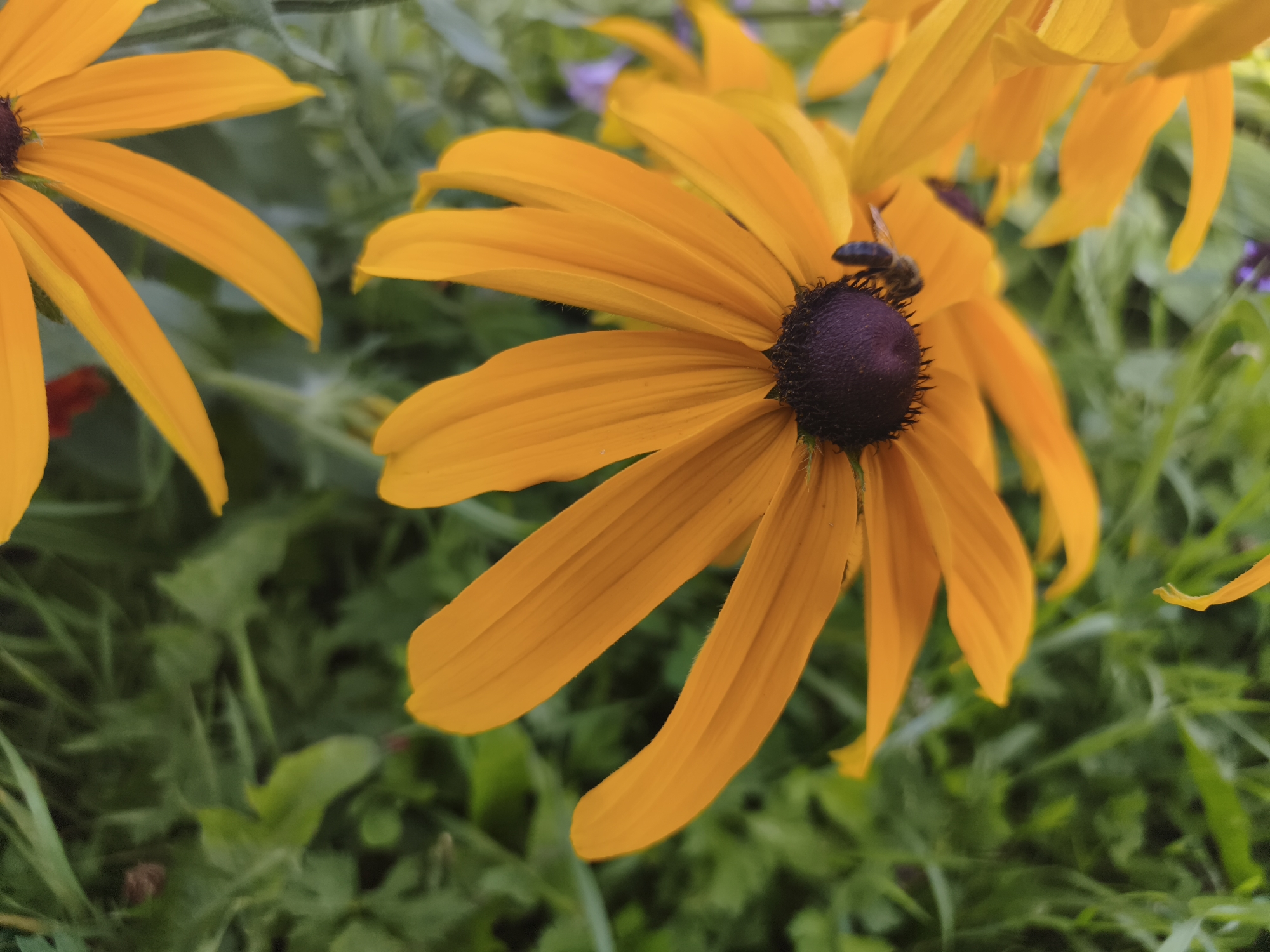 This is a close-up, slightly angled photograph of a black-eyed Susan flower with a bee on its dark center. The flower's bright yellow petals are in sharp focus, with a slight blur indicating a shallow depth of field. The background is composed of out-of-focus green foliage, suggesting an outdoor setting, possibly a garden in the Гаранскі сельскі Савет, Belarus. The bee, a small insect, is positioned on the central disc of the flower, appearing to forage. Another yellow flower is partially visible in the upper left corner of the frame, and hints of other flowers and greenery are present throughout. The lighting appears natural, suggesting it was taken during daylight hours.