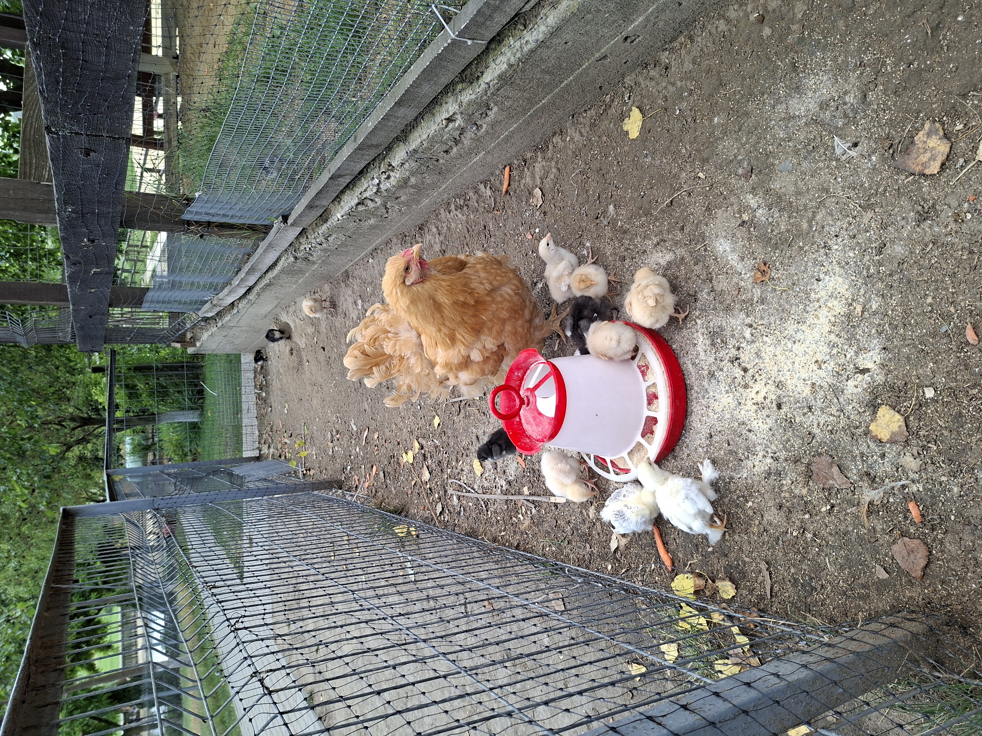This is a forensic, matter-of-fact description of a scene in the city of Bardar, Moldova. A fenced enclosure containing a hen and several chicks is visible. The enclosure appears to be made of metal mesh and wooden planks, with a concrete base along one side. The ground is covered with dirt, scattered leaves, and some feed. A red and white chick feeder is positioned in the center of the enclosure, surrounded by the birds. The hen, a light brown color, stands protectively over a group of various colored chicks, including white, black, and light brown. Some chicks are clustered around the feeder, while others are scattered nearby. In the background, trees and foliage are visible, suggesting an outdoor setting. A single orange carrot is visible on the ground near the feeder.