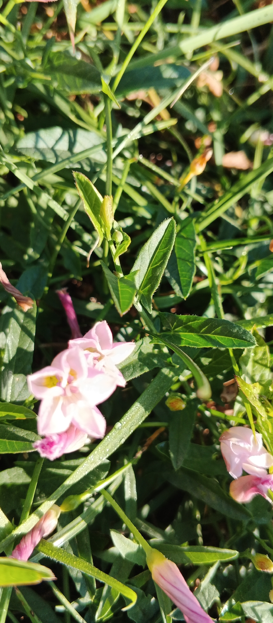 The image is a close-up, vertical, outdoor photograph of a flowering plant, likely in a garden setting. The dominant colors are various shades of green from the foliage and pale pink and yellow from the flowers. Several delicate, trumpet-shaped pink flowers are visible, some fully open and others in bud. The open flowers have five petals with yellow centers, and the buds are elongated and pointed. The leaves of the plant are slender and green, with some appearing slightly serrated along the edges. Dewdrops or small water droplets are present on some of the leaves and petals, indicating a recent watering or morning dew. The lighting suggests it is daytime, with sunlight casting shadows and highlighting the textures of the plants. The background consists of more blurred green foliage, creating a shallow depth of field that focuses attention on the foreground flowers. There are no people or animals visible in the frame. The exact location within Smila, Ukraine, cannot be determined from the image itself.