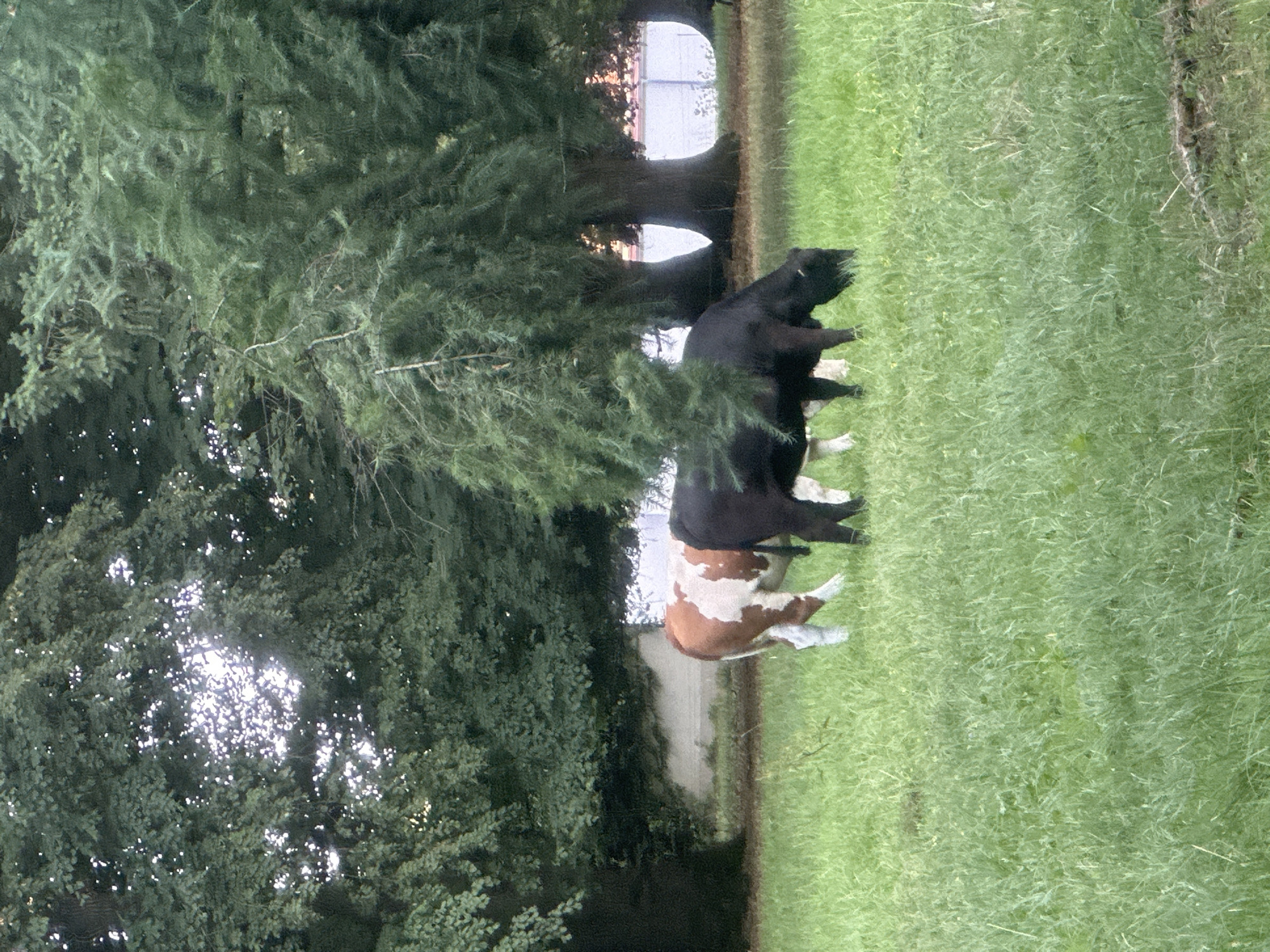 Two cows are grazing in a grassy field. One cow is brown and white, and the other is black. They are standing under the shade of several large trees. In the background, there is a light-colored wall and more trees. The image appears to have been taken in the late afternoon or early evening. The location is likely a rural area or a park within Günzburg, Germany.