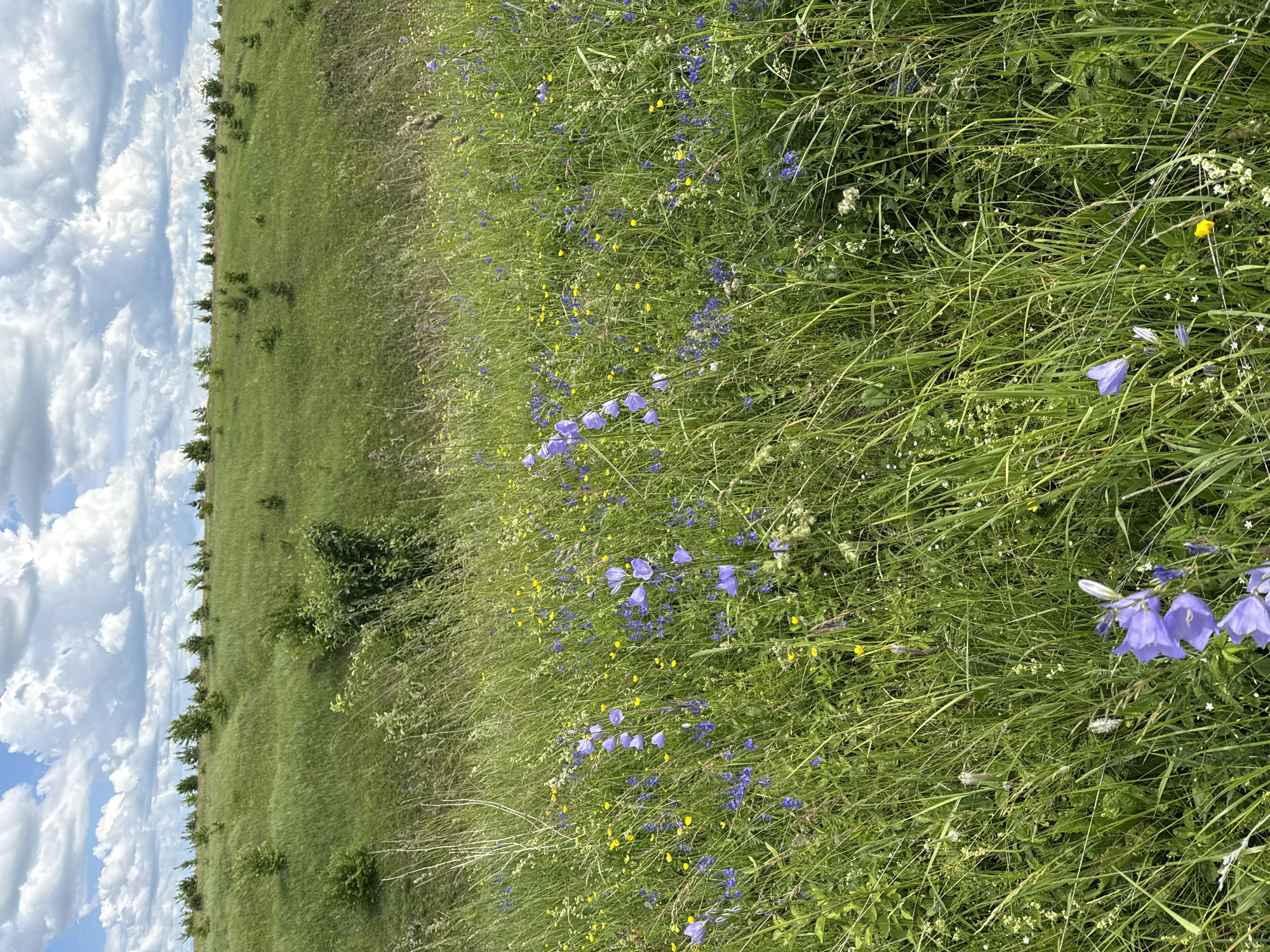 A landscape photograph depicts a grassy, rolling hill under a partly cloudy sky. In the foreground, a dense field of green grass is dotted with numerous small purple bellflowers and yellow buttercups. The middle ground shows a less densely vegetated grassy slope with scattered young trees. The background features the crest of the hill lined with more trees and a distant horizon under a sky filled with large, puffy white clouds. The scene is a natural, outdoor environment, likely a meadow or hillside, in or near Kalinino, Russia. There are no people or animals visible in the image. The overall impression is one of a vibrant, sunlit summer day in a rural or semi-rural setting.