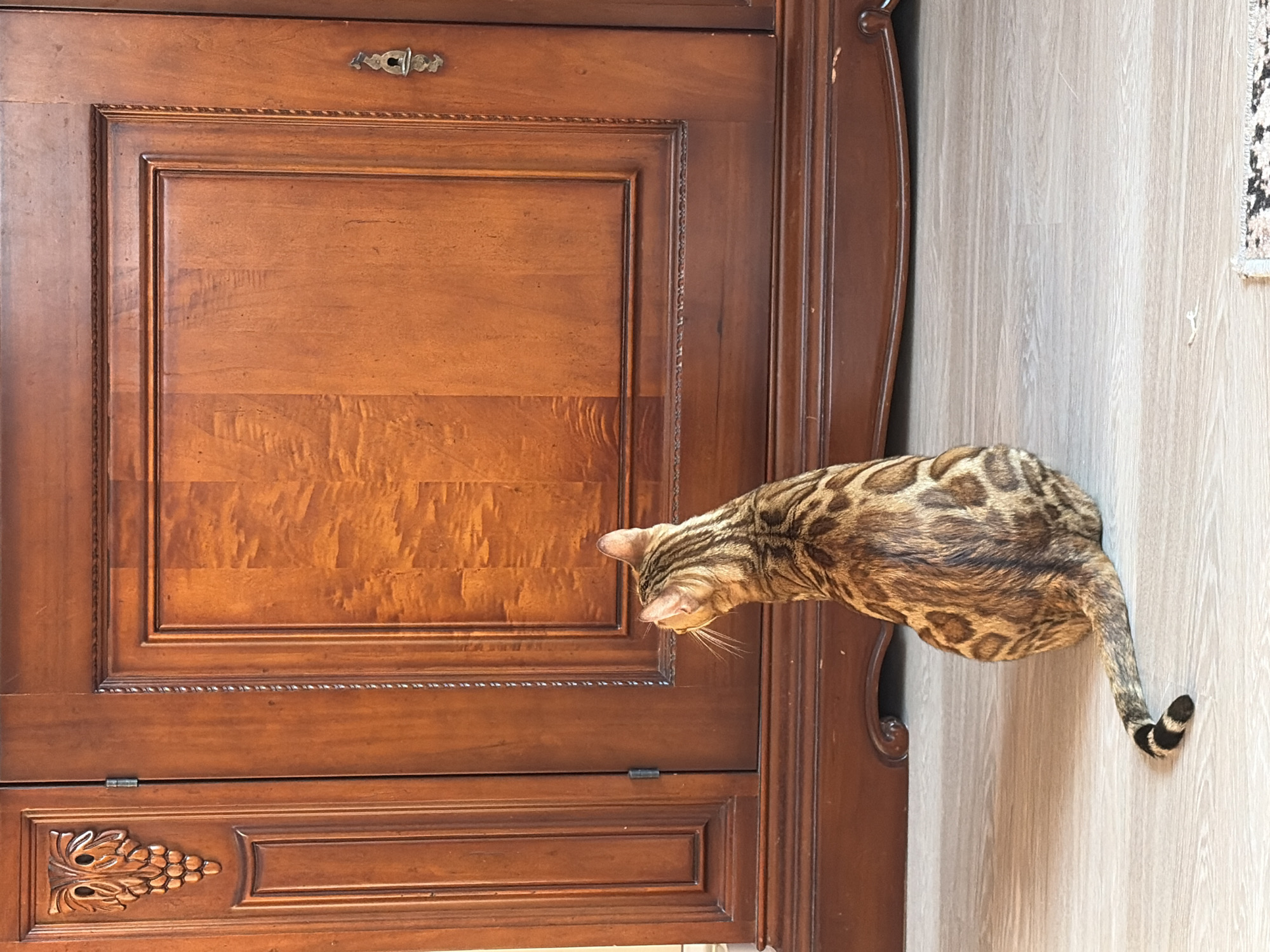 A Bengal cat with a striped coat is sitting on a light-colored wooden floor, facing a tall, ornate wooden cabinet. The cabinet has a dark reddish-brown finish and features intricate carvings, including a cluster of grapes on the left door and decorative trim. The cat is viewed from the rear, with its tail curled slightly. The environment suggests an indoor setting, possibly a home, with natural light illuminating the scene. The location is not specified in the image itself, therefore it is not possible to determine it is in Krasnoyarsk, Russia.