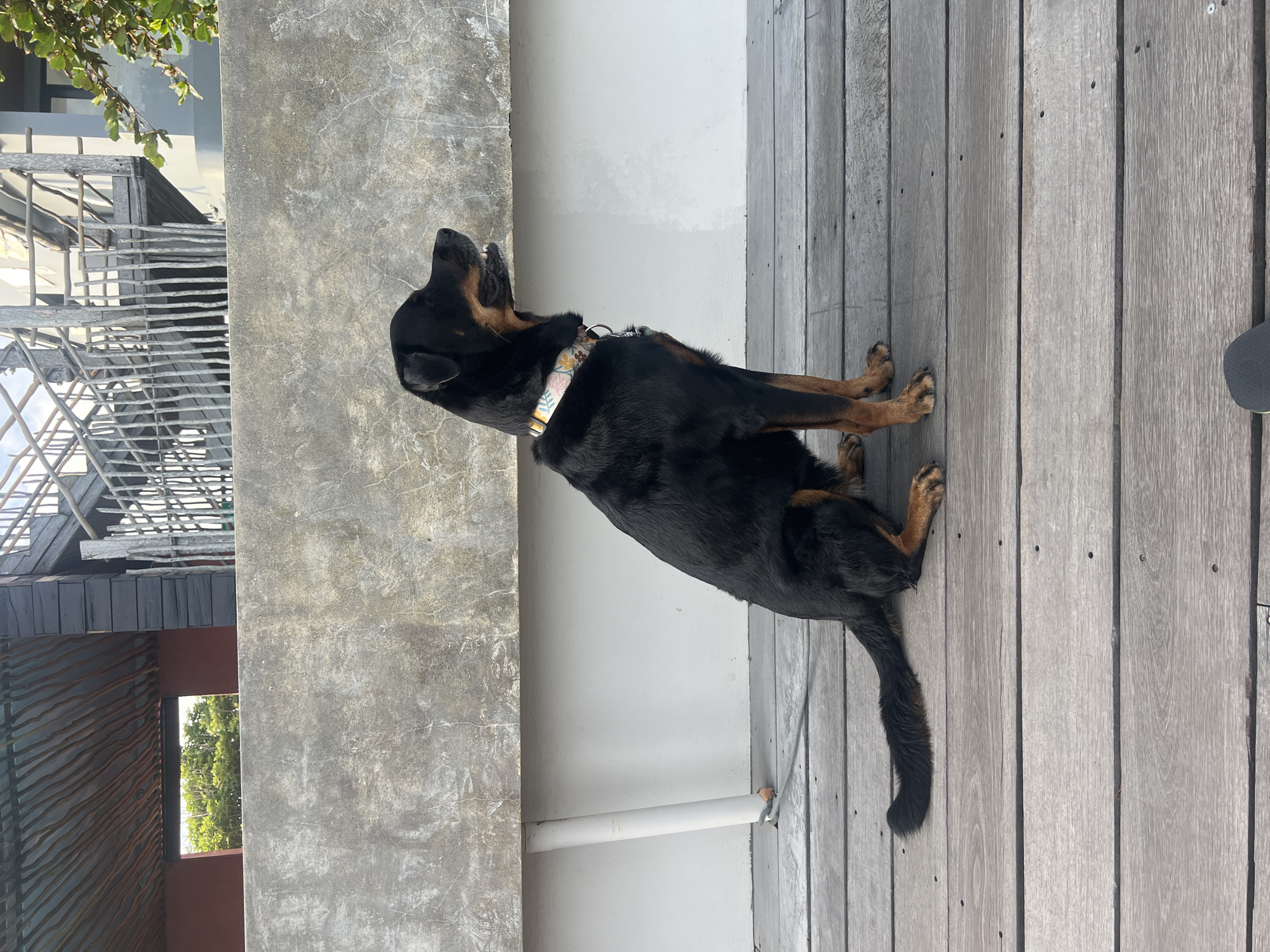 A medium-sized Rottweiler dog is seated on a weathered wooden deck, facing to the right, with its mouth slightly open and its tongue visible. The dog has black fur with tan markings on its legs and face, and it is wearing a colorful floral collar. Behind the dog is a white wall topped with a rough, textured concrete barrier. In the background, a rustic wooden staircase with vertical posts ascends alongside a building with dark wooden siding. Trees and foliage are visible beyond the staircase, suggesting an outdoor setting. The scene appears to be in a tropical or subtropical environment, possibly a resort or private residence, consistent with locations in Mengwi, Indonesia.