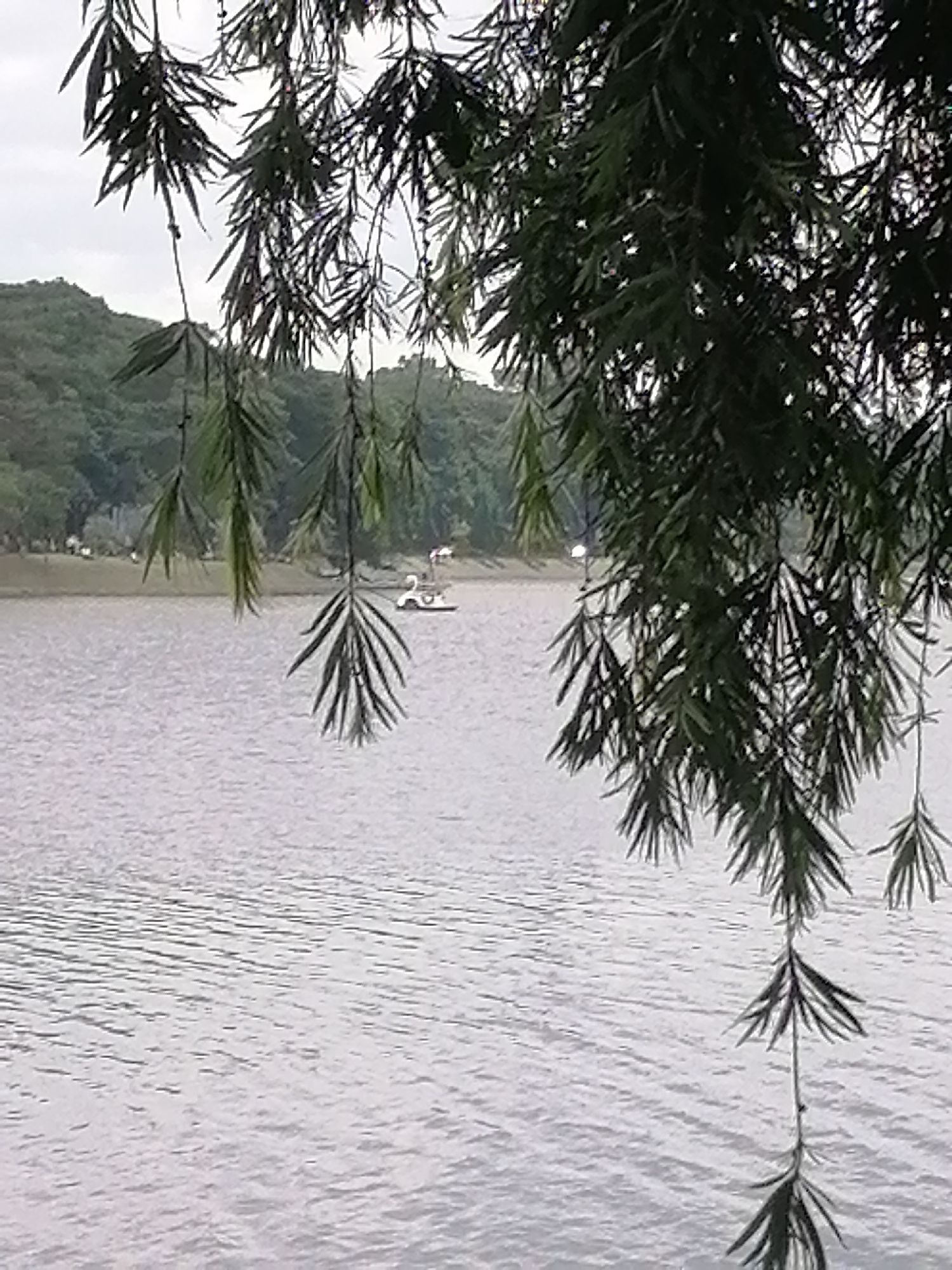 The image depicts a serene body of water, likely a lake or reservoir, with a distant shoreline dotted with lush green trees and hills. In the middle of the water, a white swan-shaped pedal boat is visible, suggesting a recreational area. The foreground is dominated by the dark, feathery foliage of trees hanging over the water, creating a natural frame and adding a sense of depth and tranquility to the scene. The sky above is overcast, casting a soft, diffused light over the landscape. This scene is characteristic of Xuan Huong Lake in Da Lat, Vietnam, a popular spot for leisure activities and appreciating natural beauty.