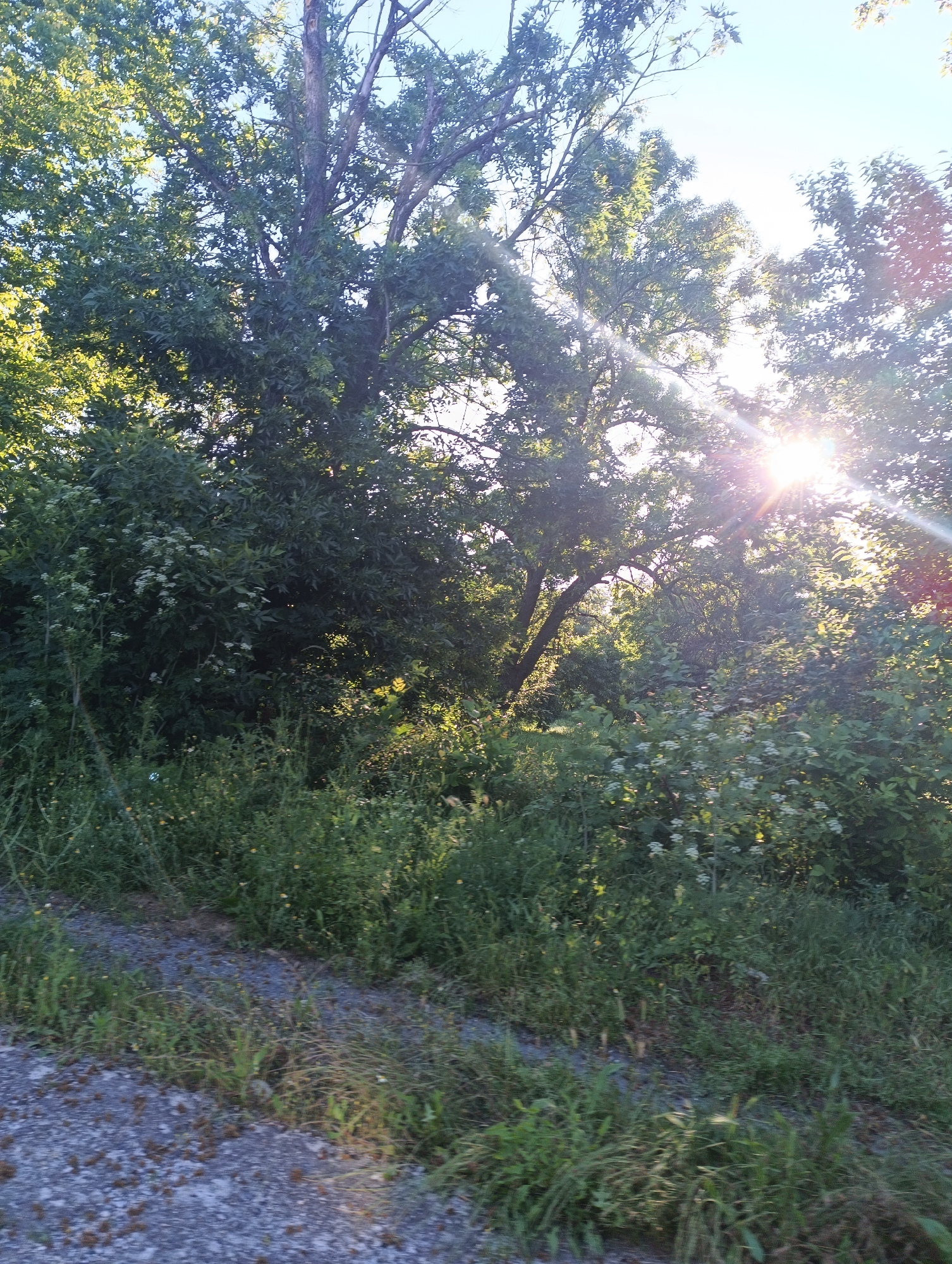 A sun-drenched photograph captures a lush, green forest scene in Karnobat, Bulgaria. Sunlight streams through the dense foliage of tall trees, casting dappled light on the undergrowth. The foreground is dominated by a rough, gravelly path that gives way to a vibrant carpet of grasses and wildflowers, some bearing small white blossoms. The overall impression is one of natural beauty and tranquility, suggesting a peaceful moment in the Bulgarian countryside.