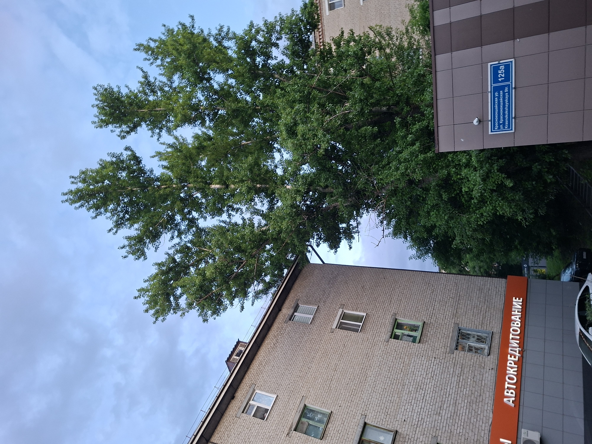 The image depicts a street scene in Kazan, Russia. On the left, a multi-story brick apartment building is visible, with several windows. Below the windows, an orange sign with white text reads "АВТОКРЕДИТОВАНИЕ," indicating a car credit service. In the center and right of the image, a large tree with dense green foliage stands prominently. To the right of the tree, attached to a tiled building facade, is a blue and white street sign that reads "ул. Краснококшайская 125а" and "Krasnokokshayskaya Str. 125a," confirming the location as Krasnokokshayskaya Street, building 125a. The sky above is partly cloudy. A white car is partially visible in the foreground, and a dark-colored car is parked further back.