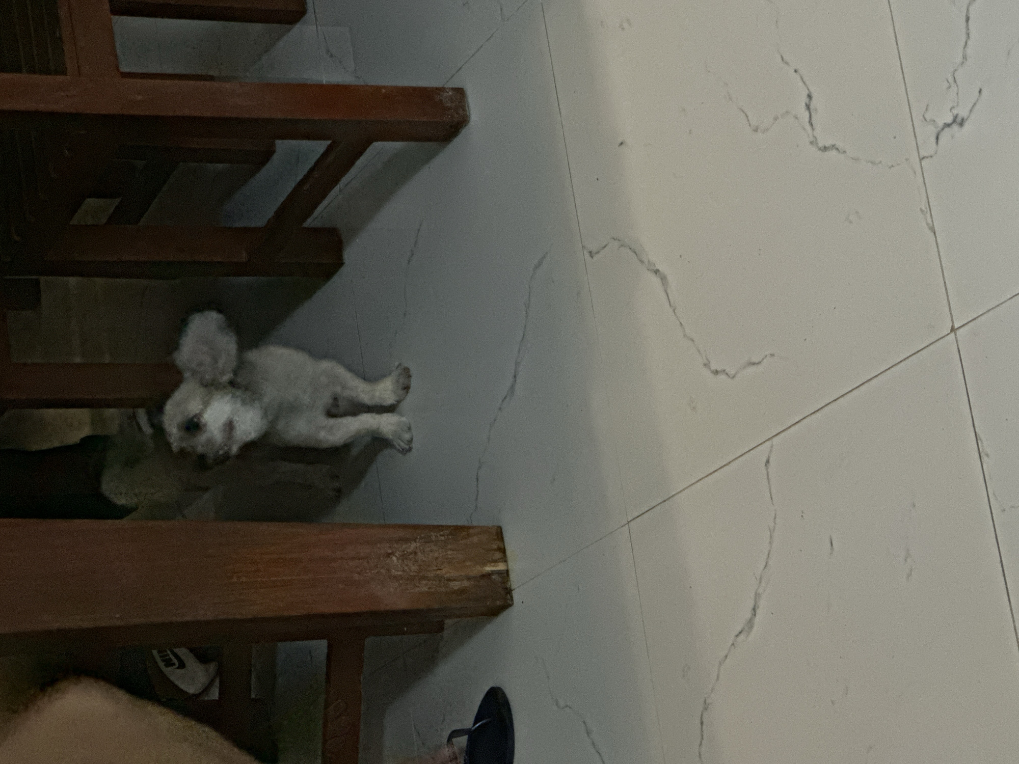 This image, taken in Samal, Philippines, shows a small, white, fluffy dog resting on a light-colored tiled floor. The dog is positioned under dark brown wooden structures, likely the legs or base of a table or bench, which frame the left side of the composition. The wooden elements exhibit some wear and a rustic appearance.
The floor is covered with large, light grey or white tiles featuring distinct dark, irregular vein-like patterns, resembling natural stone like marble or quartz. Visible grout lines segment the tiles.
In the bottom left corner, a person's bare leg and foot are partially visible. Beneath the wooden structure, a white object with a black "Nike" swoosh logo is discernible, possibly a shoe. Another dark-colored flip-flop or sandal is visible on the tiled floor near the bottom right edge.
The overall lighting is subdued, suggesting an indoor setting or a shaded outdoor area during the daytime. The dog appears relaxed and calm, lying with its paws extended. There are no clear indications of specific activities other than rest.