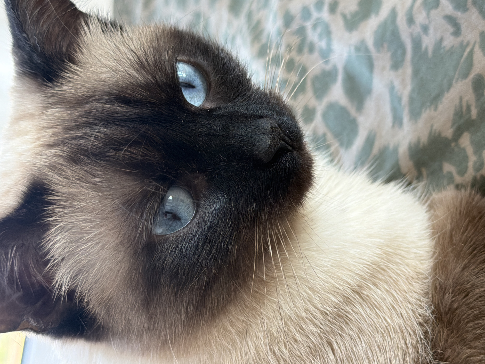 A close-up photograph captures the head and part of the body of a Siamese cat. The cat has a dark brown face and ears, contrasting with its lighter tan and cream fur on the body. Its eyes are a striking light blue. The background appears to be a patterned bedspread or blanket in muted green and white tones. No city or location is discernible from the image.