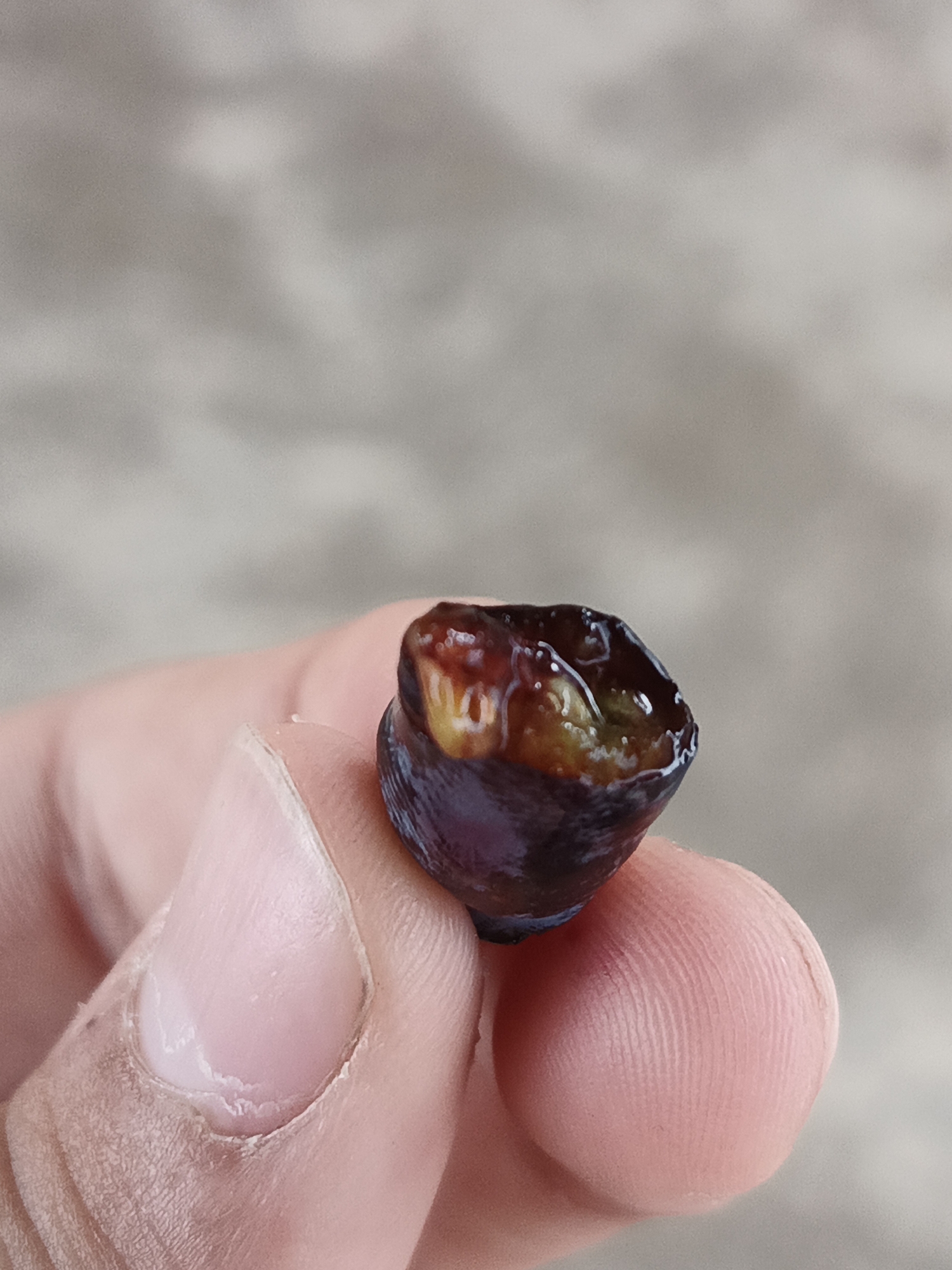 A close-up photograph depicts a human hand, specifically the thumb and forefinger, holding a dark purple fruit. The fruit, roughly 2-3 centimeters in diameter, is partially opened or damaged at the top, revealing a moist, yellowish-green interior pulp with reddish-brown liquid. The skin of the fruit exhibits a deep, glossy purplish-black hue. The hand has light-toned skin, with visible skin texture and minor dry patches around the cuticle of the thumb. The background is uniformly blurred, presenting as a mottled light grey and beige surface. The exact location is unknown.