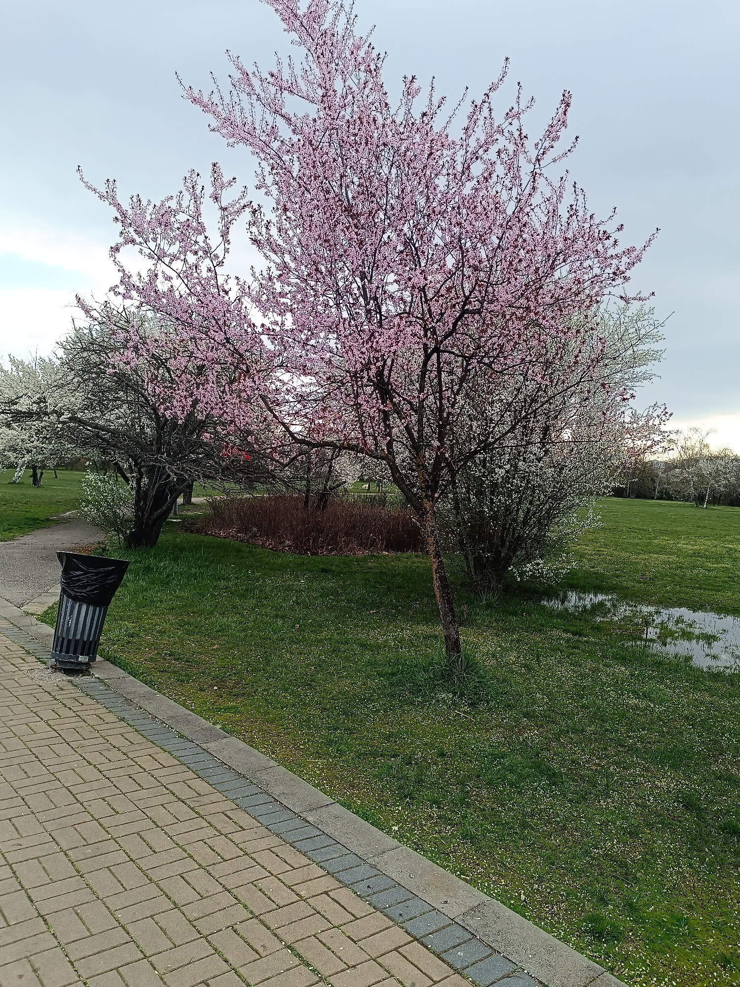 A wide, eye-level shot captures a park landscape under an overcast sky, possibly in the city of Sofia, Bulgaria. A paved walkway, constructed of light brown rectangular bricks laid in a herringbone pattern and lined with a gray curb, runs along the left edge of the frame. To the left of the walkway stands a dark gray trash can with vertical silver stripes.
The central and background areas are dominated by a grassy expanse dotted with small white flowers. A shallow puddle reflects the sky in the right foreground. Several flowering trees punctuate the scene. The tree closest to the camera, positioned slightly off-center to the right, is in full bloom with pink blossoms. A white-blossomed tree stands behind it to the left, and another white-blossomed tree is partially visible to the right. Further back, more trees with white flowers are visible, creating a blurred background.
A pathway disappears into the trees.