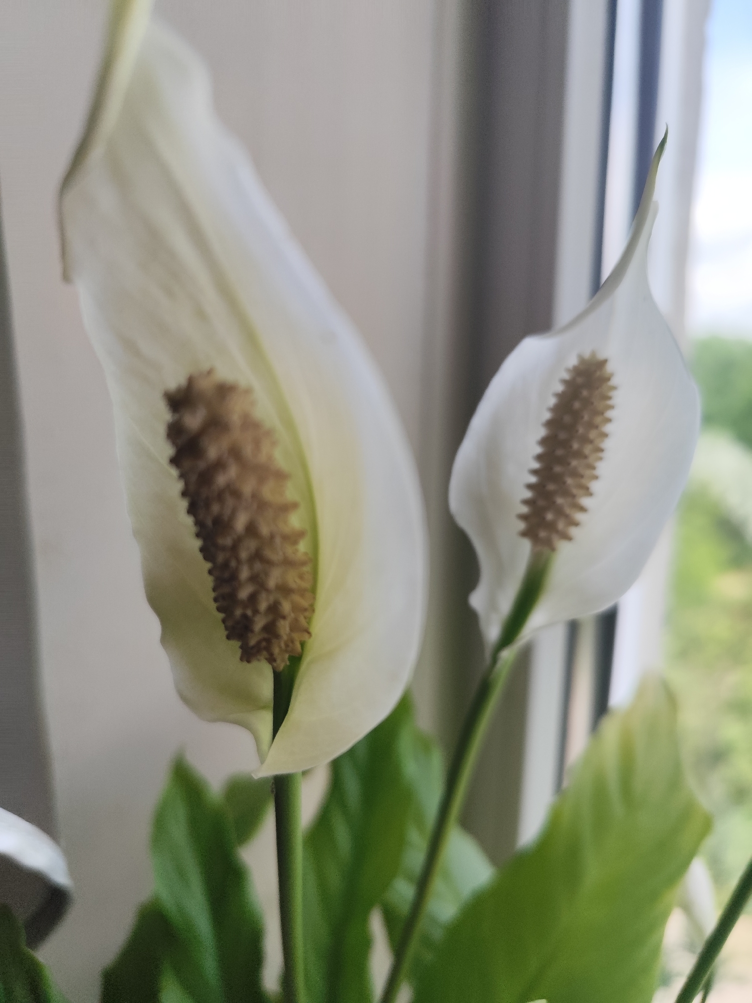 The image shows a close-up of two white peace lily flowers with brown spadices, set against a blurred background of a window with curtains and outdoor greenery. The lighting suggests it is daytime. The scene appears to be indoors, possibly near a window. There are no people or animals visible. The location is not specified in the image.