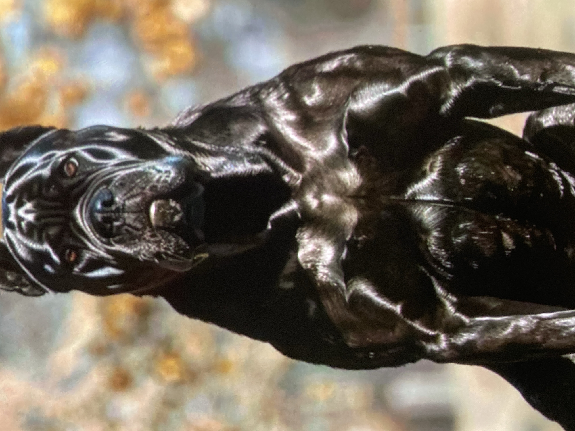 This is a medium shot, head-on, of a muscular black Cane Corso dog. The dog is sitting with its front legs slightly splayed and its head held high. Its coat is short and appears wet, reflecting the light and highlighting its defined musculature, particularly in its chest and shoulders. The dog has a broad head with a dark muzzle, and its eyes are open and looking forward. The background is softly blurred, with warm tones of orange and brown suggesting foliage or trees in autumn. There is no indication of the city of Ustyvytsia, Ukraine, or any urban environment.