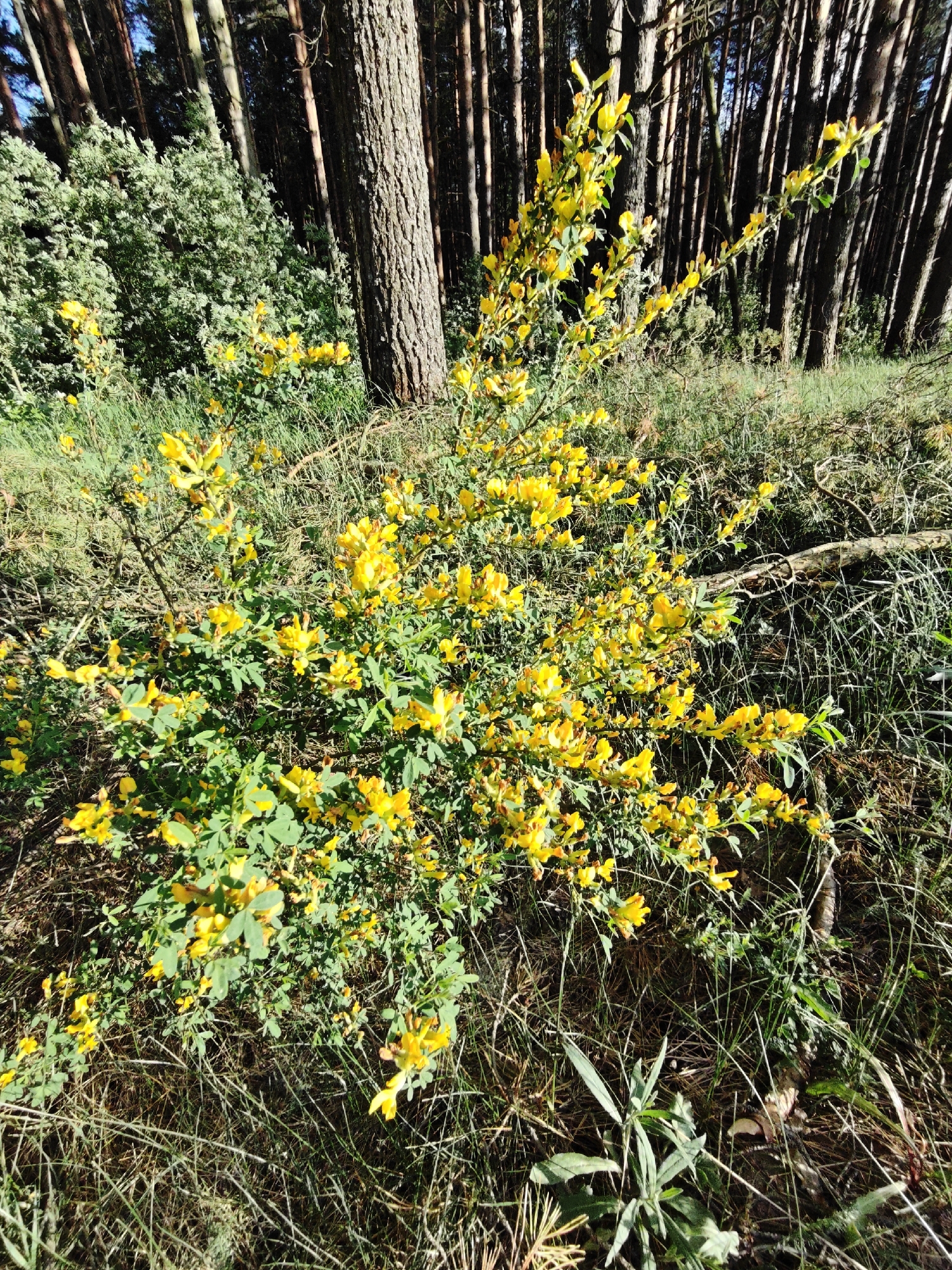 The image depicts a flowering shrub in a woodland setting, likely in the vicinity of Заречье, Russia. The shrub is predominantly covered in bright yellow flowers and green leaves. It is situated in a grassy area with other plants. In the background, a cluster of tall, thin trees with dark trunks forms a dense forest. A large tree trunk is to the left of the shrub. Fallen branches are visible on the ground near the shrub. The scene is lit by sunlight.
