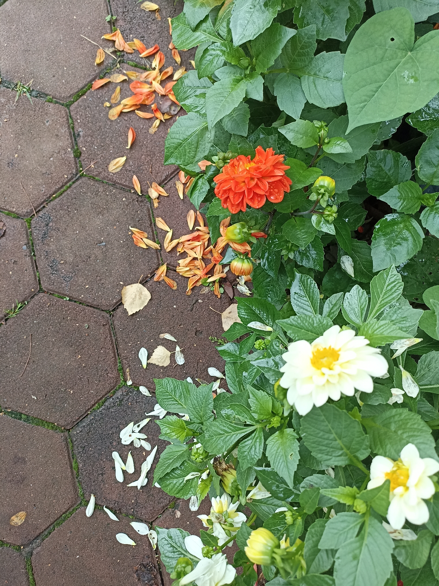 The image depicts a close-up view of a garden path and flowers. The path is paved with hexagonal, dark reddish-brown bricks, with some green moss growing in the crevices. Scattered on the path are numerous fallen petals, predominantly in shades of orange and yellow, with a few white petals also present. A single dry, light brown leaf rests on the path.
Adjacent to the path, a dense cluster of green foliage is visible. This foliage belongs to flowering plants, with at least two distinct types of flowers. One prominent flower is a vibrant orange dahlia, with multiple layers of petals. Several green buds are also visible among the leaves. Further into the foliage, there are white or pale yellow flowers with yellow centers, also appearing to be dahlias or a similar species. These flowers are interspersed with lush green leaves, many of which appear wet, suggesting recent rain or watering.
The scene is naturally lit, with the focus sharpest on the flowers and the immediate area around them. The image does not contain any people or animals. The overall impression is one of a garden setting where flowers are in bloom and some petals have begun to fall, creating a natural, slightly untidy aesthetic. The image does not provide any specific information about the city of Mochische, Russia.