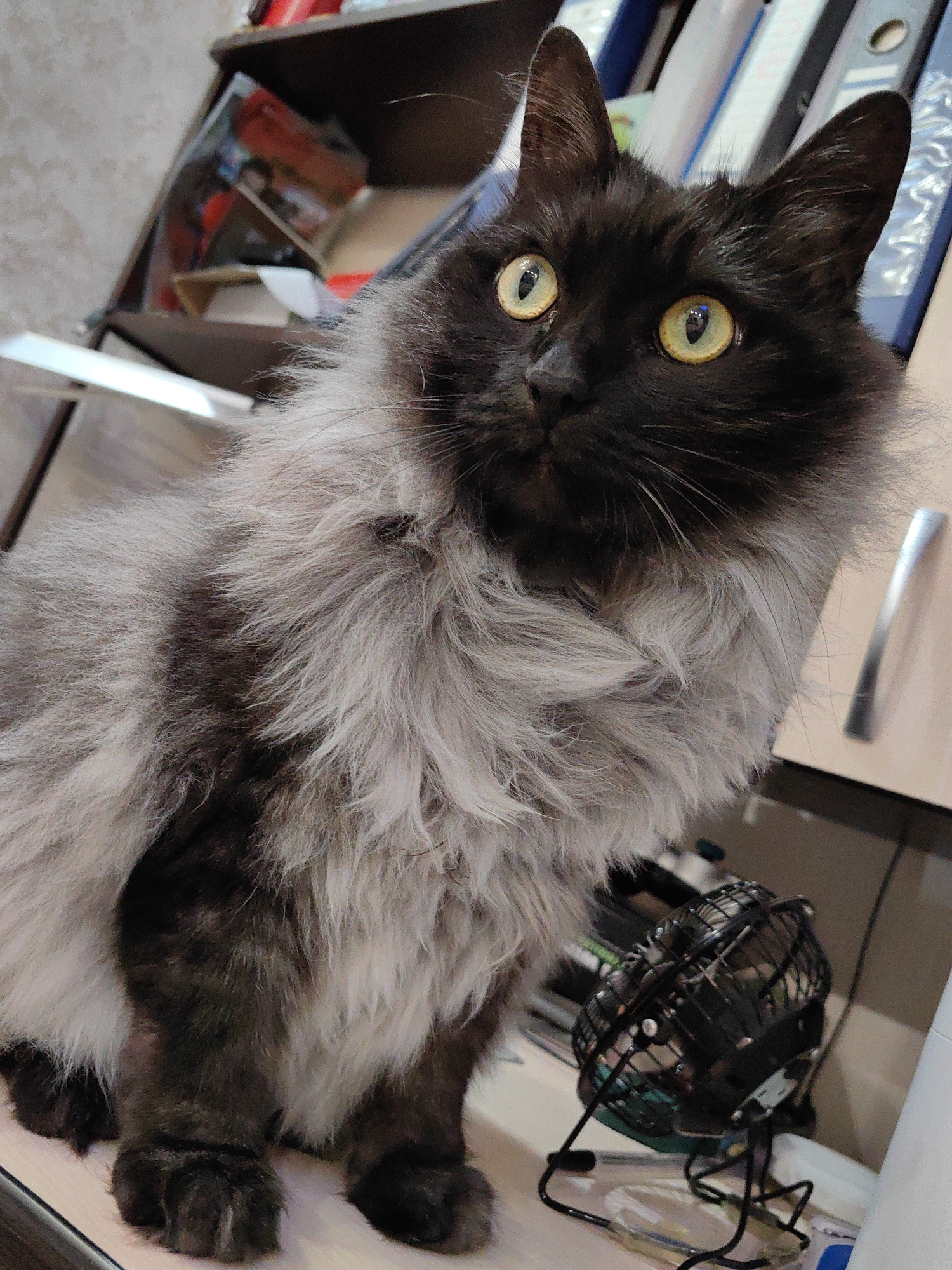 A black and grey long-haired cat with wide yellow eyes is sitting on a desk in front of a shelf filled with binders and other items. A small black fan is visible on the desk to the right of the cat. The scene appears to be indoors, likely an office or study. There is no information in the image to suggest a location in Sochi, Russia.