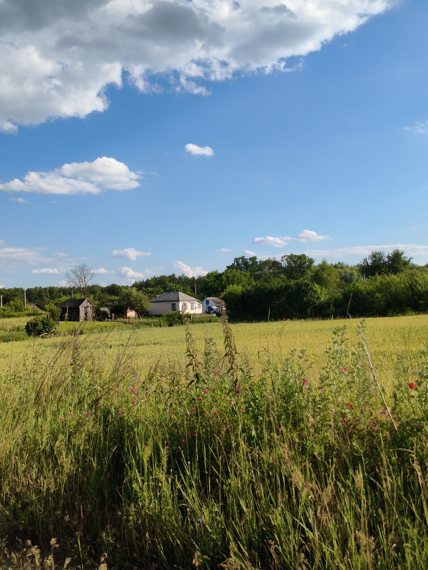This is a landscape photograph taken in Matiashivka, Ukraine, on a sunny day with scattered clouds. The scene depicts a rural setting with a field of tall, golden-green grass in the foreground, interspersed with small pink and red wildflowers. Beyond the field, a line of lush green trees forms the backdrop.
In the middle ground, several structures are visible. To the left, a small, rustic wooden shed with a dark roof stands near a bare tree. Further to the right, a light-colored house with a gray roof and blue trim is situated. A small blue vehicle is parked in front of another building to the far right. The overall impression is one of a peaceful, rural countryside. The bright blue sky with fluffy white and gray clouds suggests it is daytime, likely late afternoon or early evening given the golden hue of the field. No people or specific activities are depicted, and there is no visible text in the image.