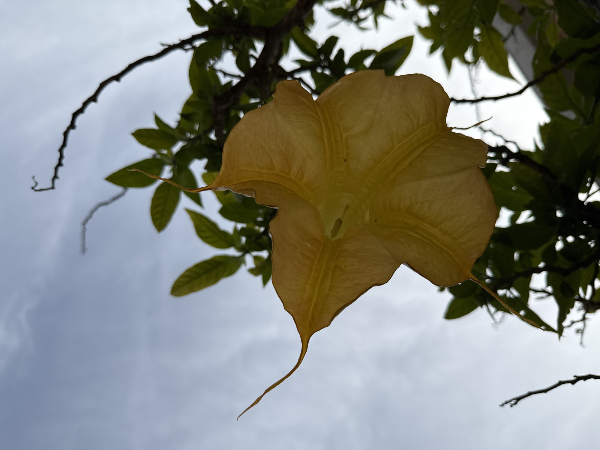 The image depicts a yellow flower hanging from a tree. The flower has a trumpet-like shape with several points extending outwards. The tree has green leaves and branches. The background is a cloudy sky. There is no indication of this image coming from the city of Herceg Novi, Montenegro.