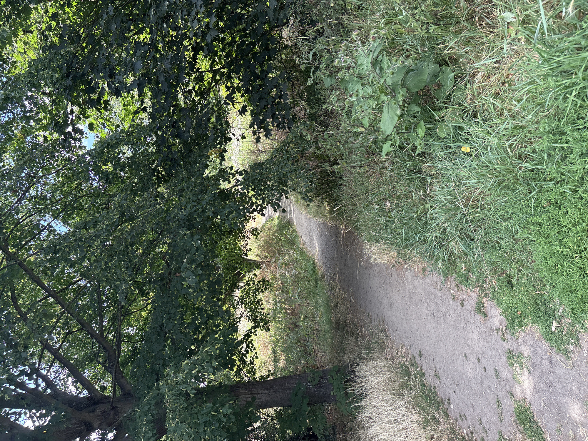This media file displays a dirt path winding through a wooded area, likely on a sunny day. The path is bordered by lush green foliage, with large trees casting dappled shadows on the ground. On the right side of the path, tall grasses and some wildflowers grow abundantly. On the left, the dense canopy of a large tree overhangs the path, creating a tunnel-like effect. In the distance, the path seems to lead towards a brighter, more open area. The scene evokes a sense of peace and tranquility, suggesting a natural setting perhaps in Chelmsford, United Kingdom. There is no visible text or activity taking place in the image.