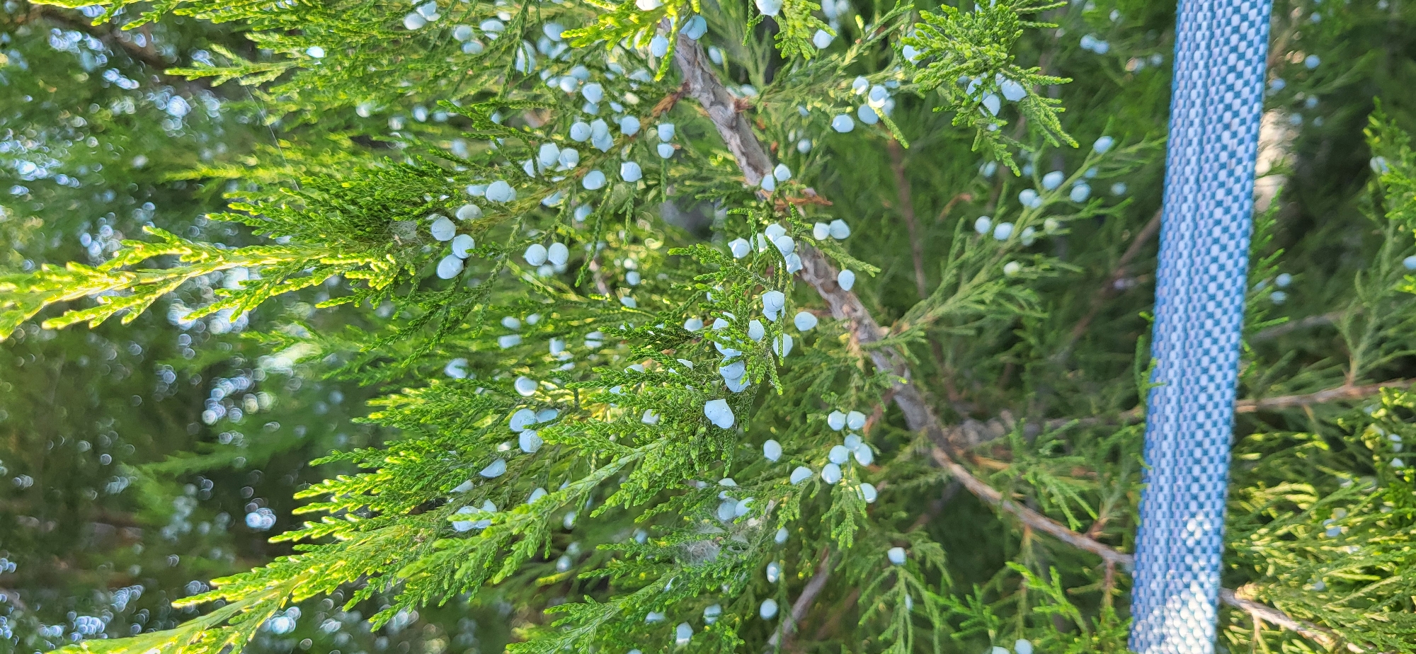 The image shows a close-up of juniper branches with small, pale blue berries. The branches are green and feathery, with some sunlight filtering through the foliage. In the foreground, a blue and white patterned strap runs horizontally across the lower part of the frame. The background is blurred, with out-of-focus green shapes suggesting more foliage and possibly other trees. There are no people or animals visible in the image. The scene appears to be outdoors, in a natural or garden setting. Based on the provided metadata, the image was taken in Taldykorgan, Kazakhstan.